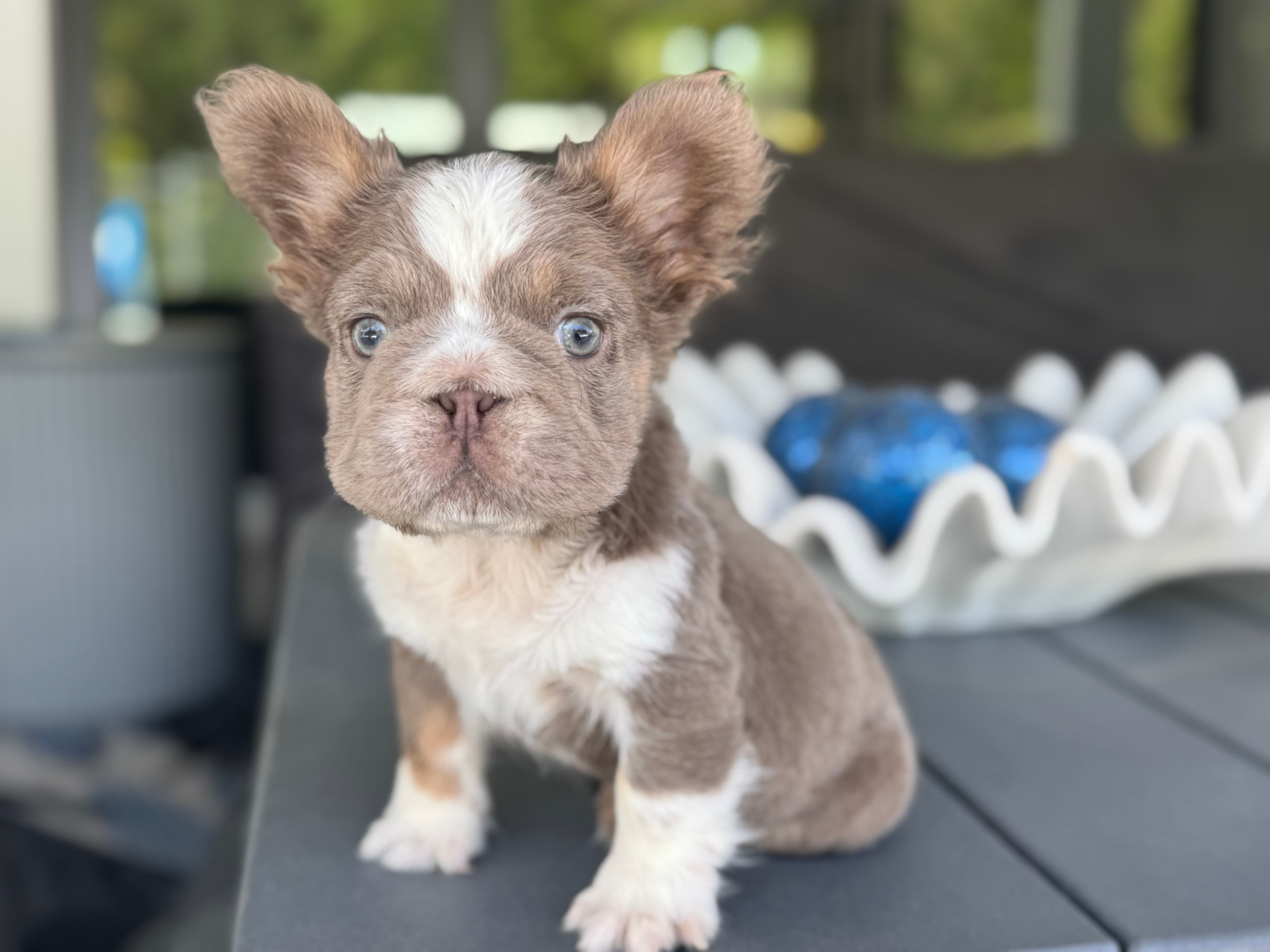 Captain  – French Bulldog puppy for sale in Palm Beach Gardens, FL