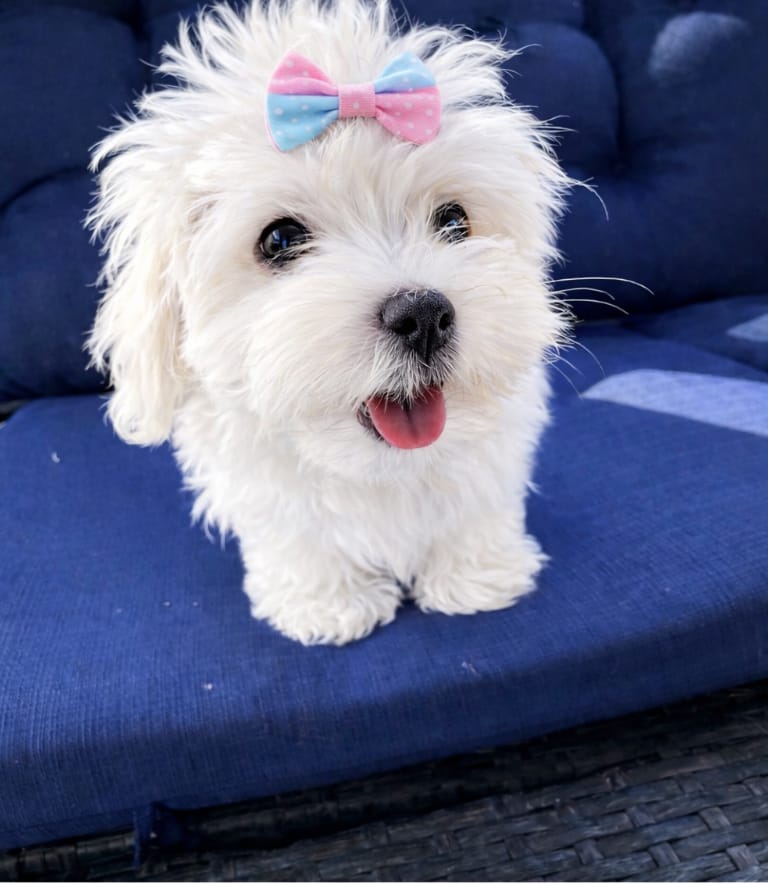 Pink Barbie – Maltese puppy for sale in Wimauma, FL
