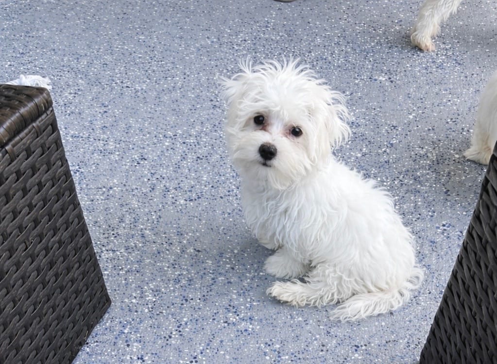 King Black – Maltese puppy for sale in Wimauma, FL