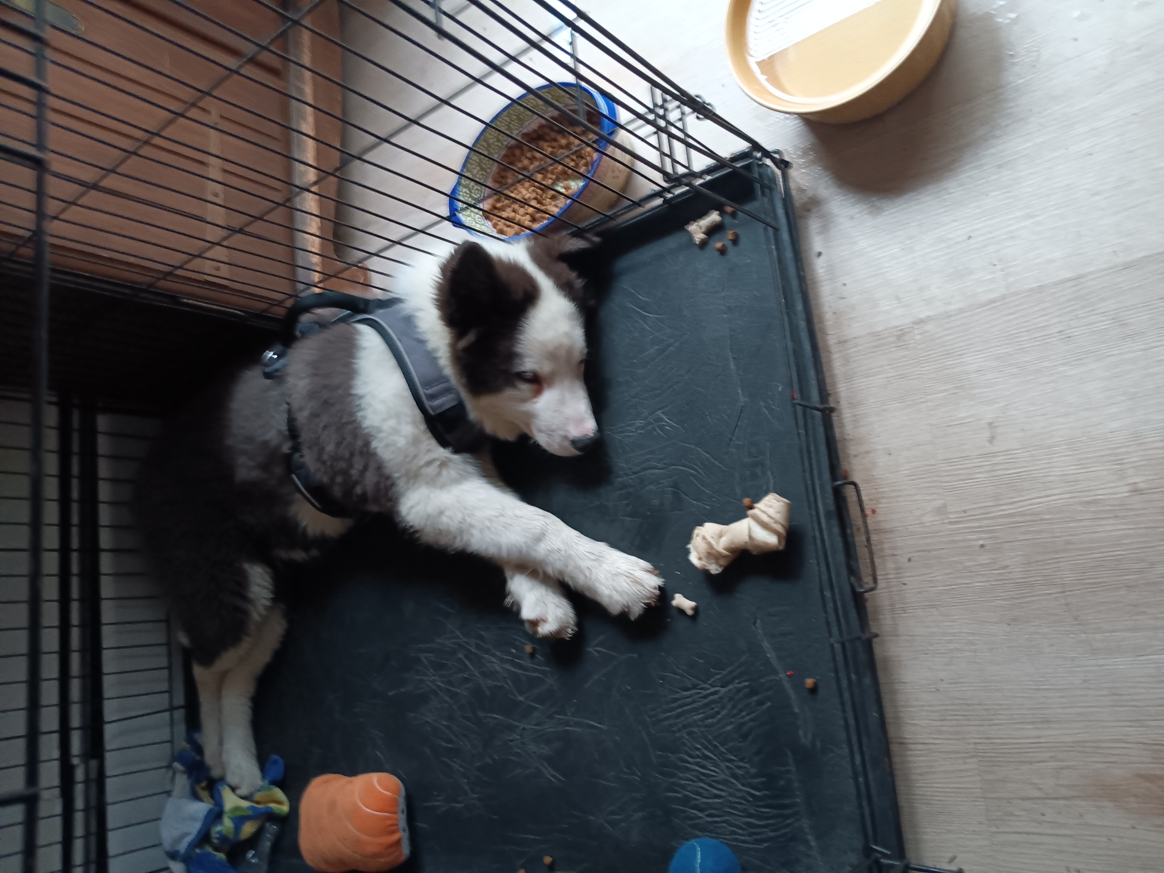 Chowder, a male Yakutian Laika for sale in Milton, VT – Photo 9 of 10