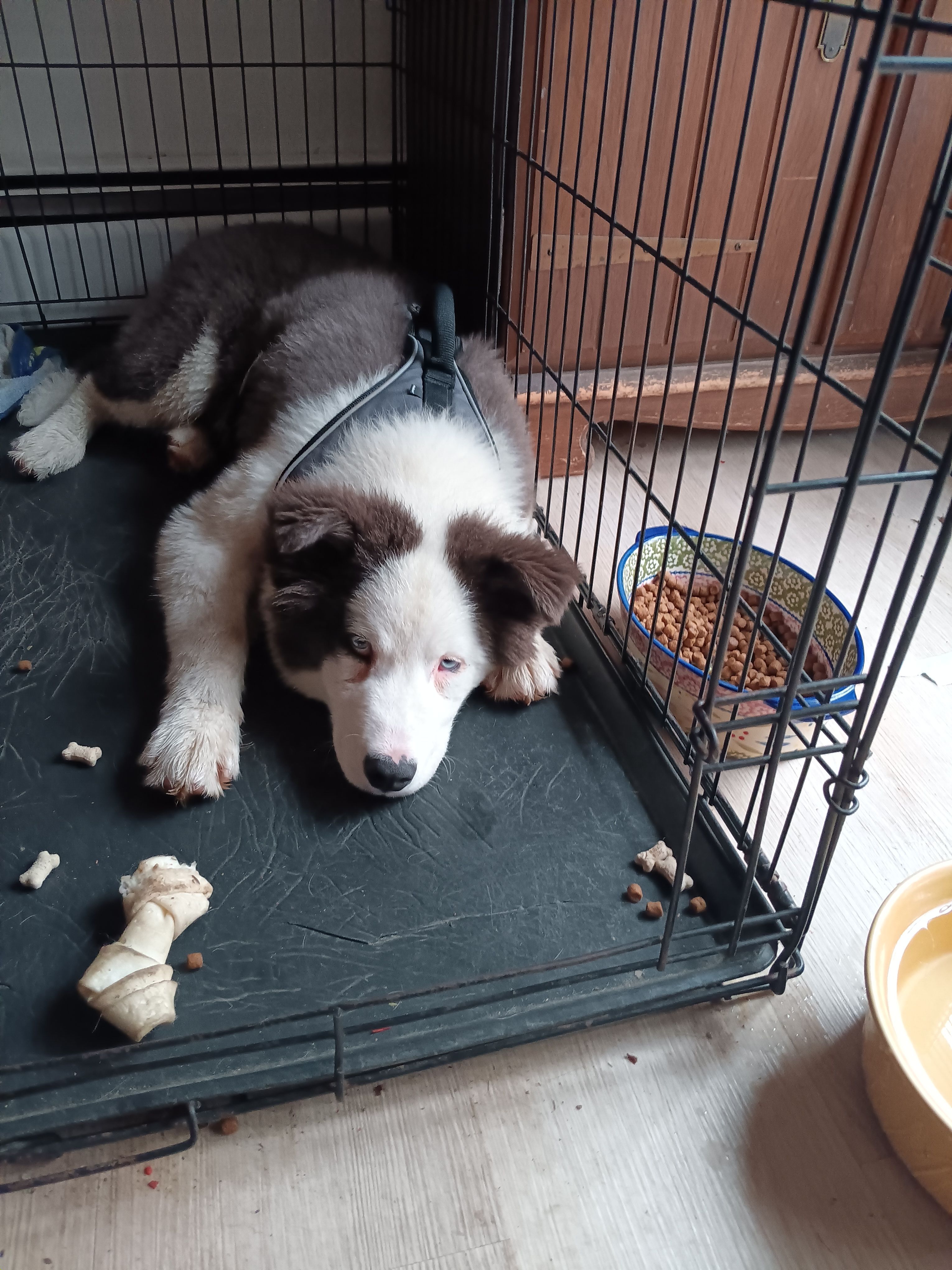 Chowder, a male Yakutian Laika for sale in Milton, VT – Photo 10 of 10
