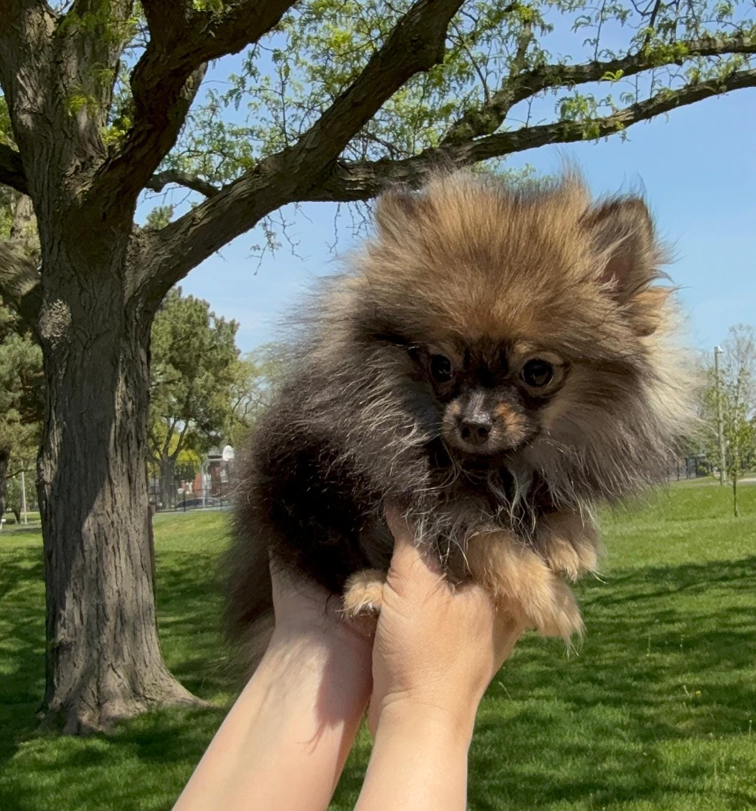 Ruby – Pomeranian puppy for sale in Niles, IL