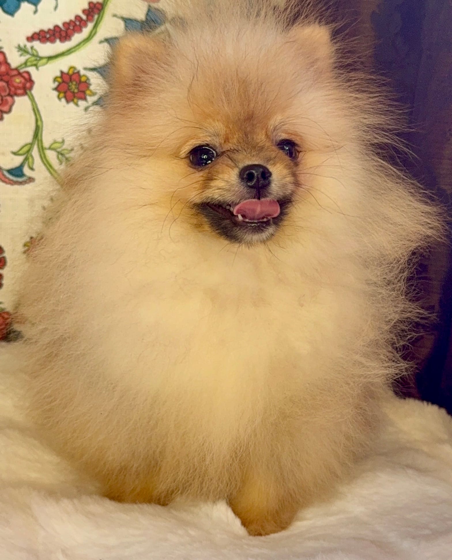 Pasha – Pomeranian puppy for sale in Niles, IL