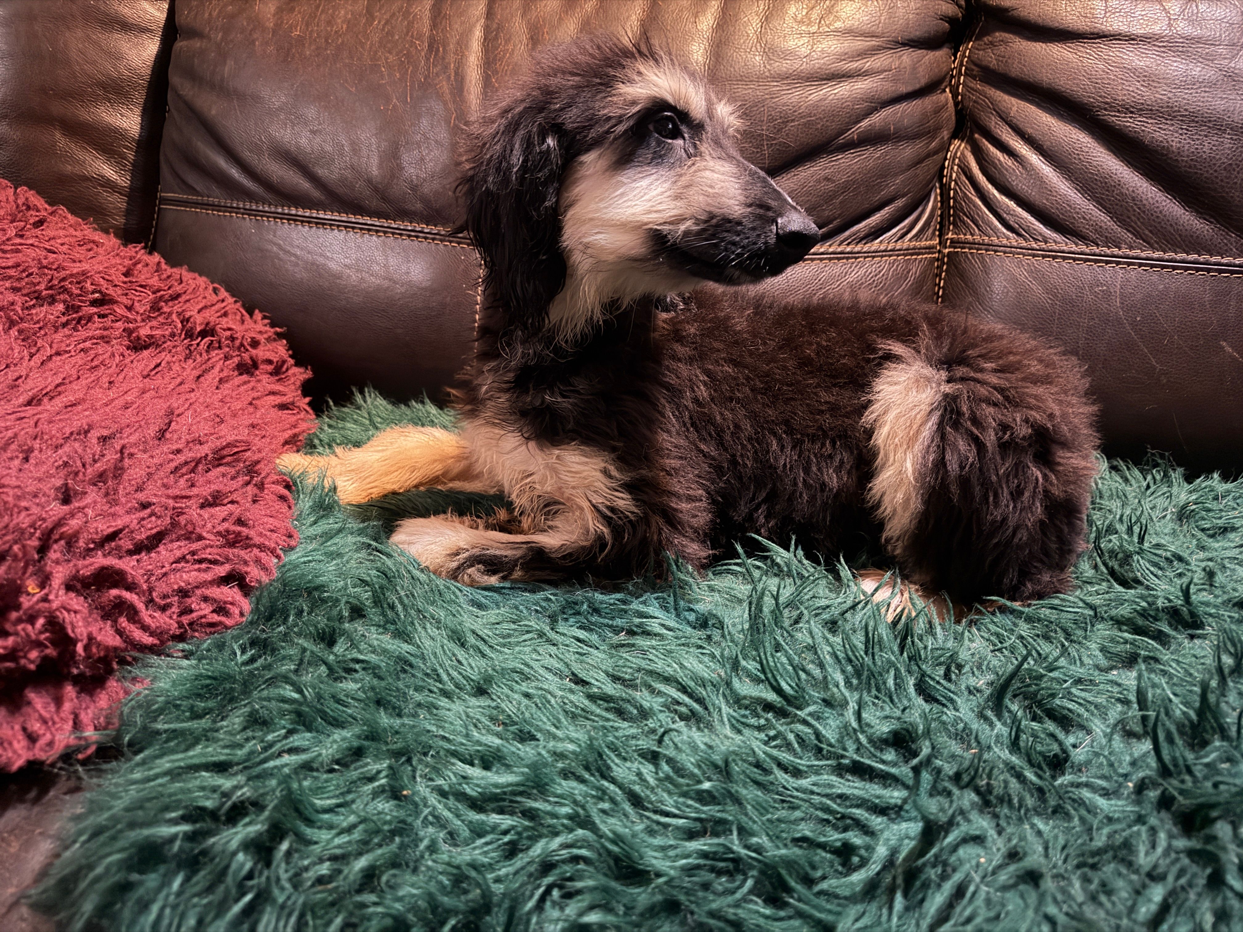 Andromeda  – Afghan Hound puppy for sale in Ranburne, AL