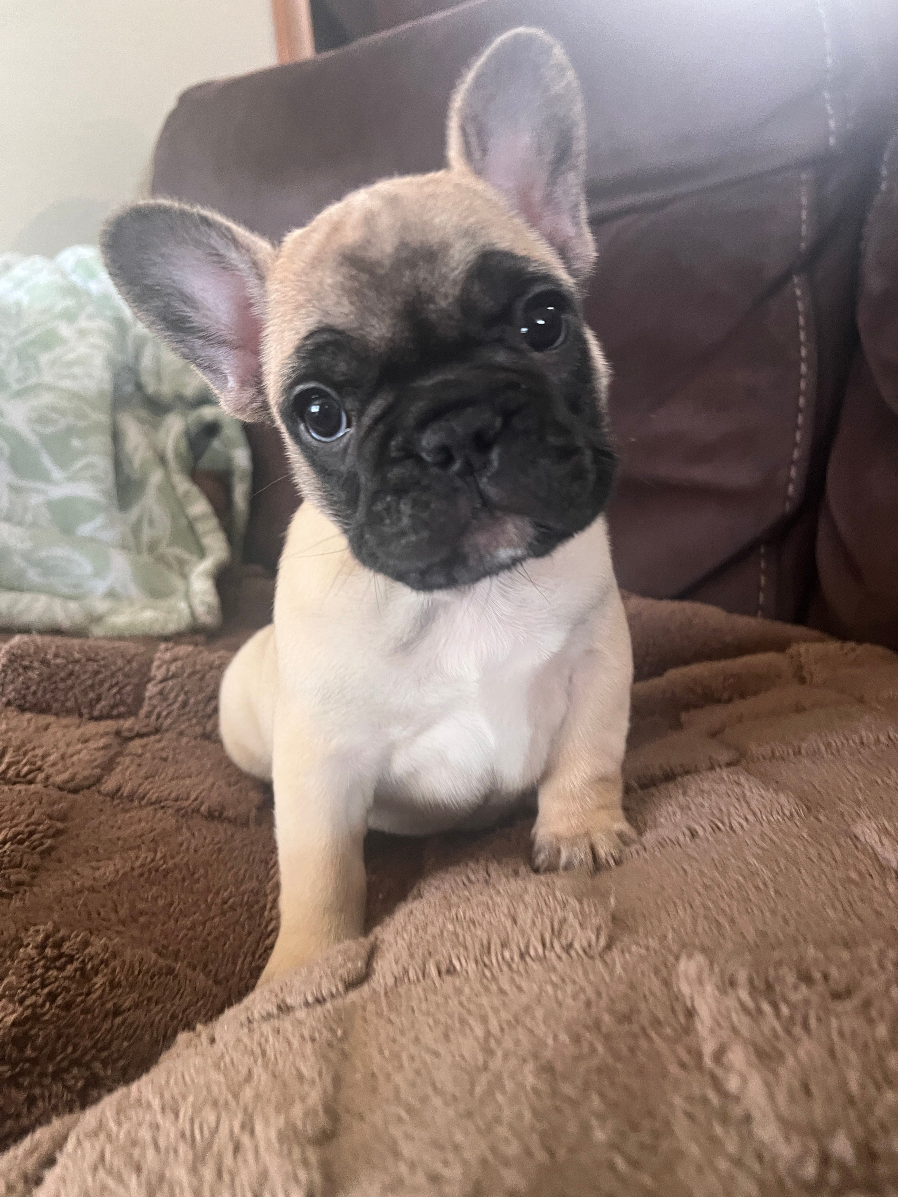 Daisy  – French Bulldog puppy for sale in Denver, CO
