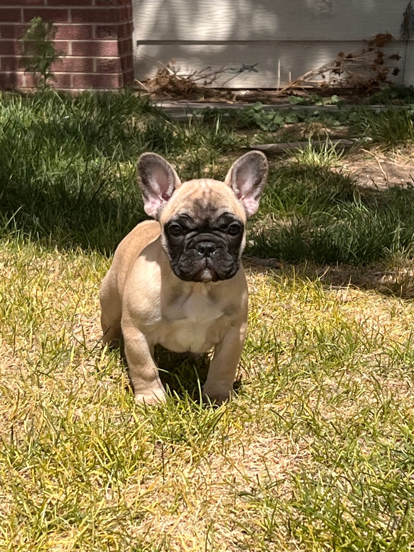 Daisy  – French Bulldog puppy for sale in Denver, CO