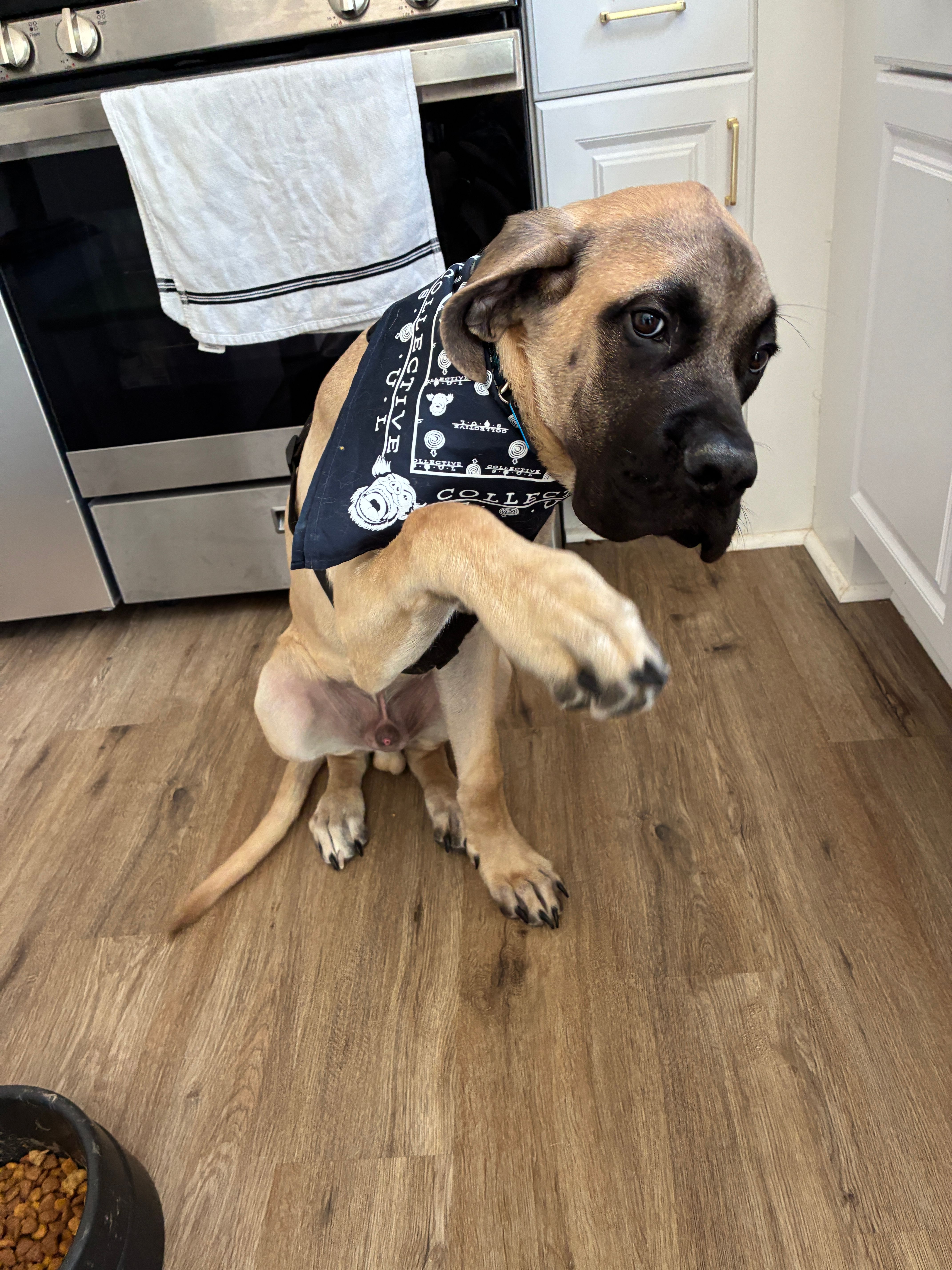 Hank, a male English Mastiff for sale in Lynchburg, VA – Photo 7 of 7