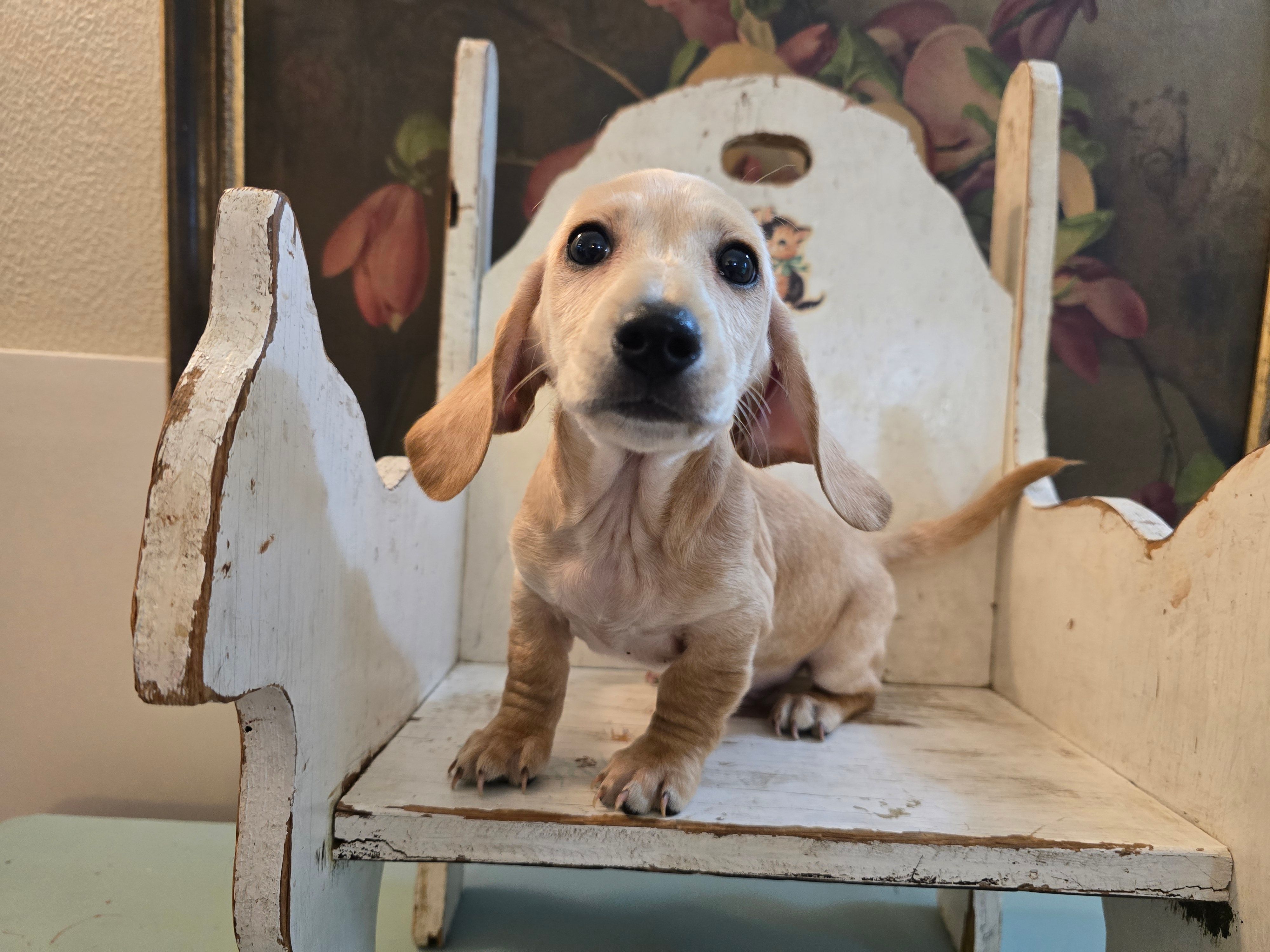 Scotch – Miniature Dachshund puppy for sale in Goshen, IN