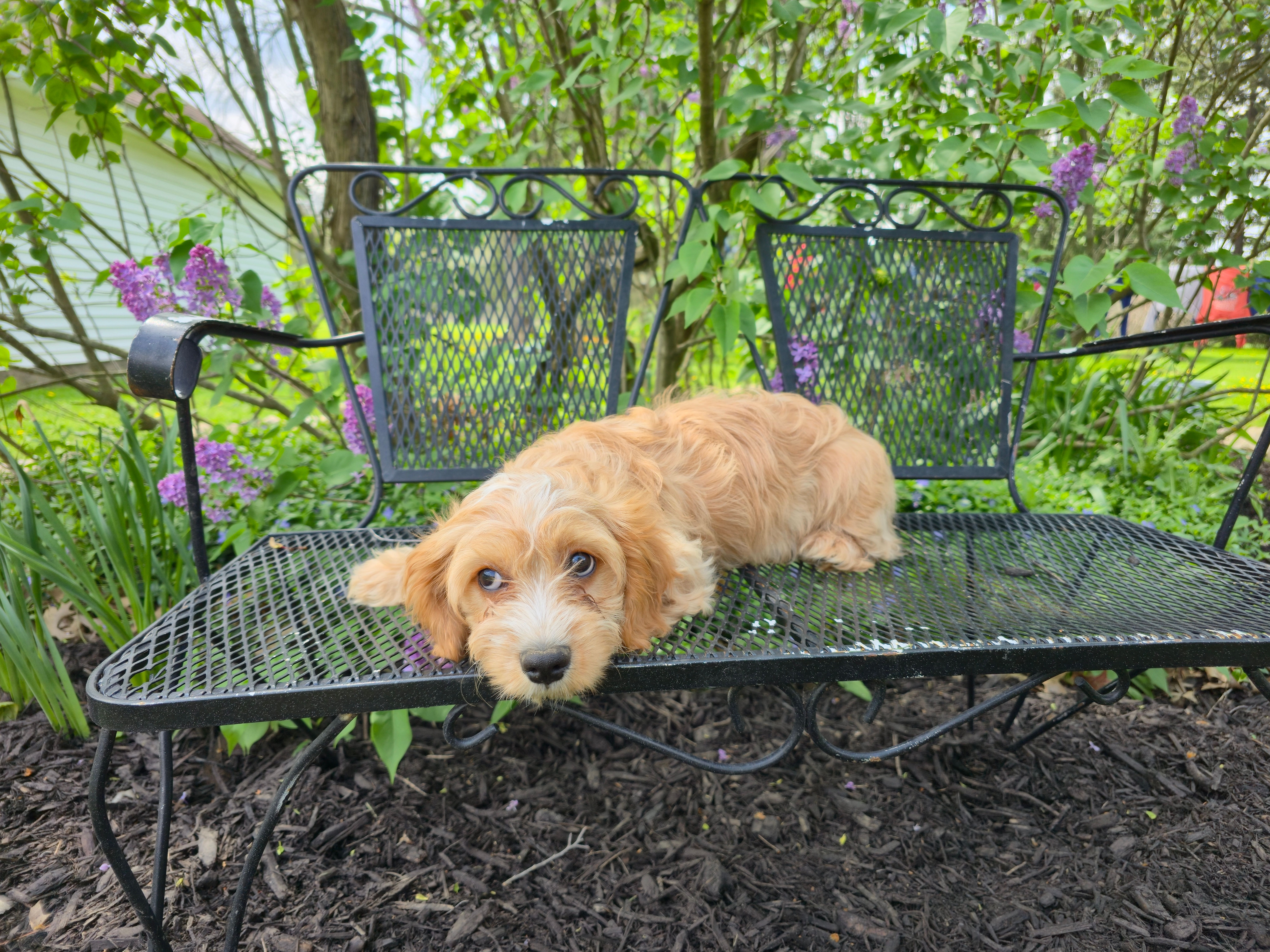 Luigi – Cavapoo puppy for sale in Goshen, IN