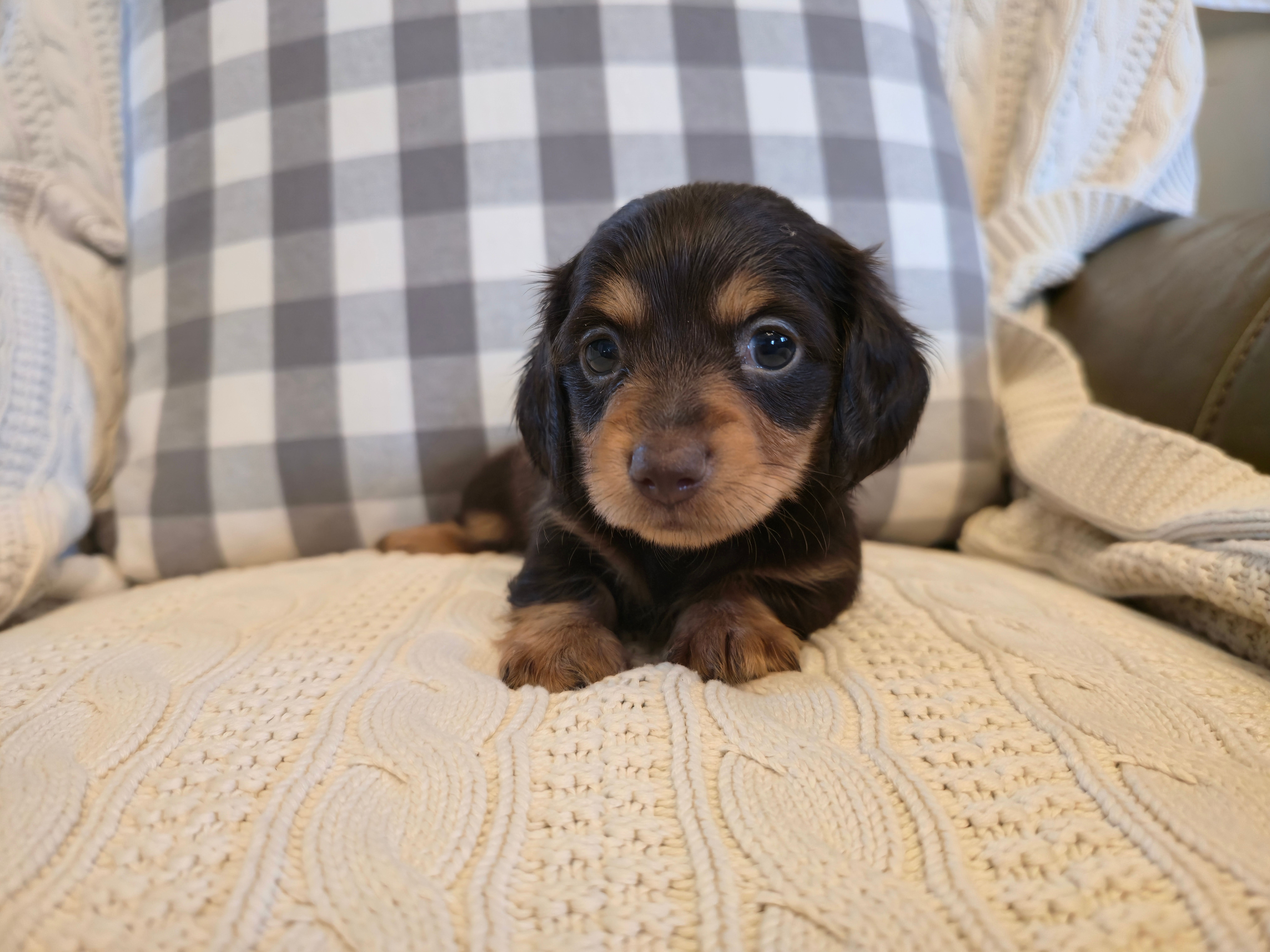 Wrigley – Miniature Dachshund puppy for sale in Goshen, IN