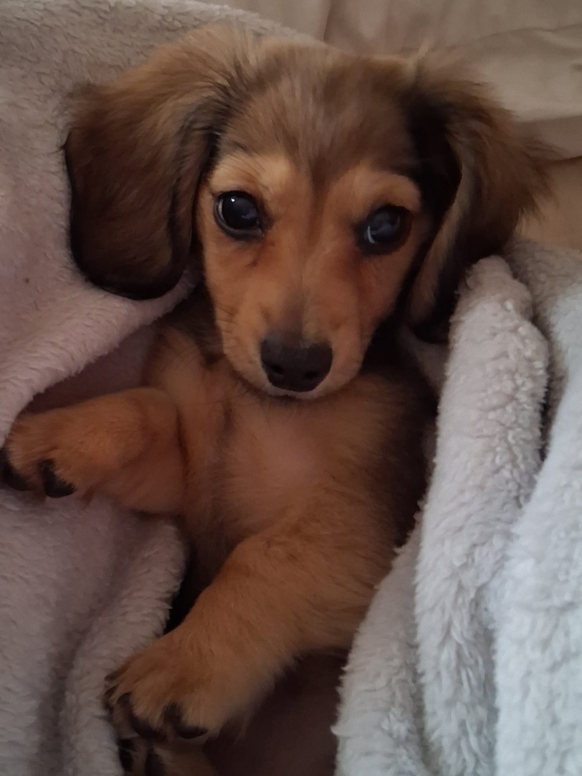 Pixie – Miniature Dachshund puppy for sale in Atlanta, GA