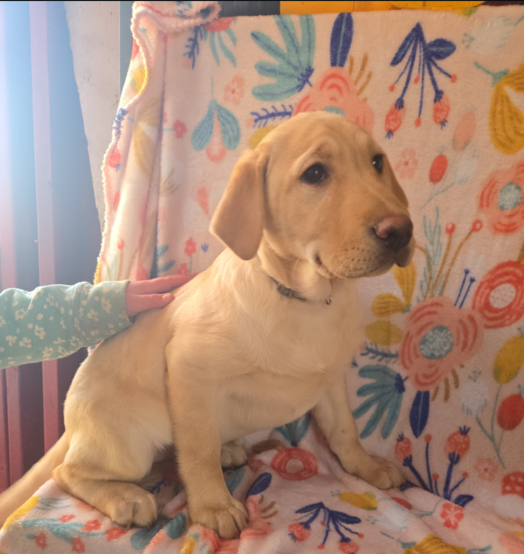 Purple collar – Labrador Retriever puppy for sale in Monticello, ME
