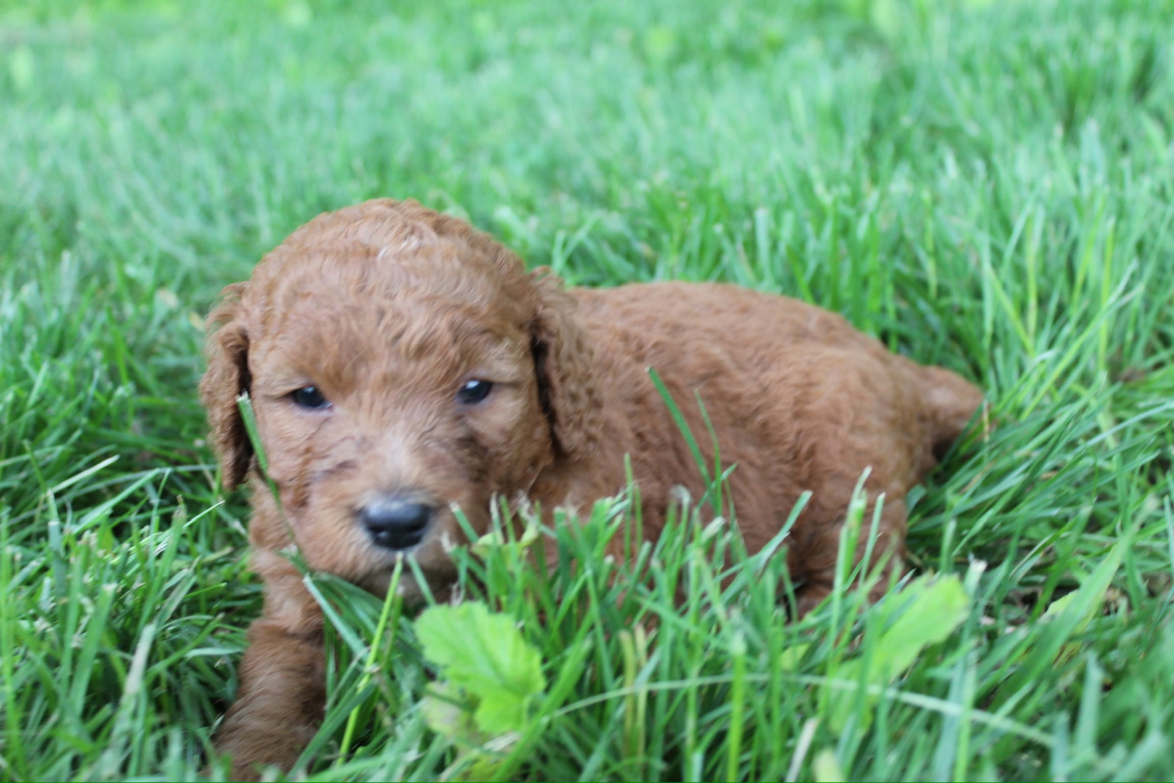 Diamond  – Goldendoodle puppy for sale in New Oxford, PA