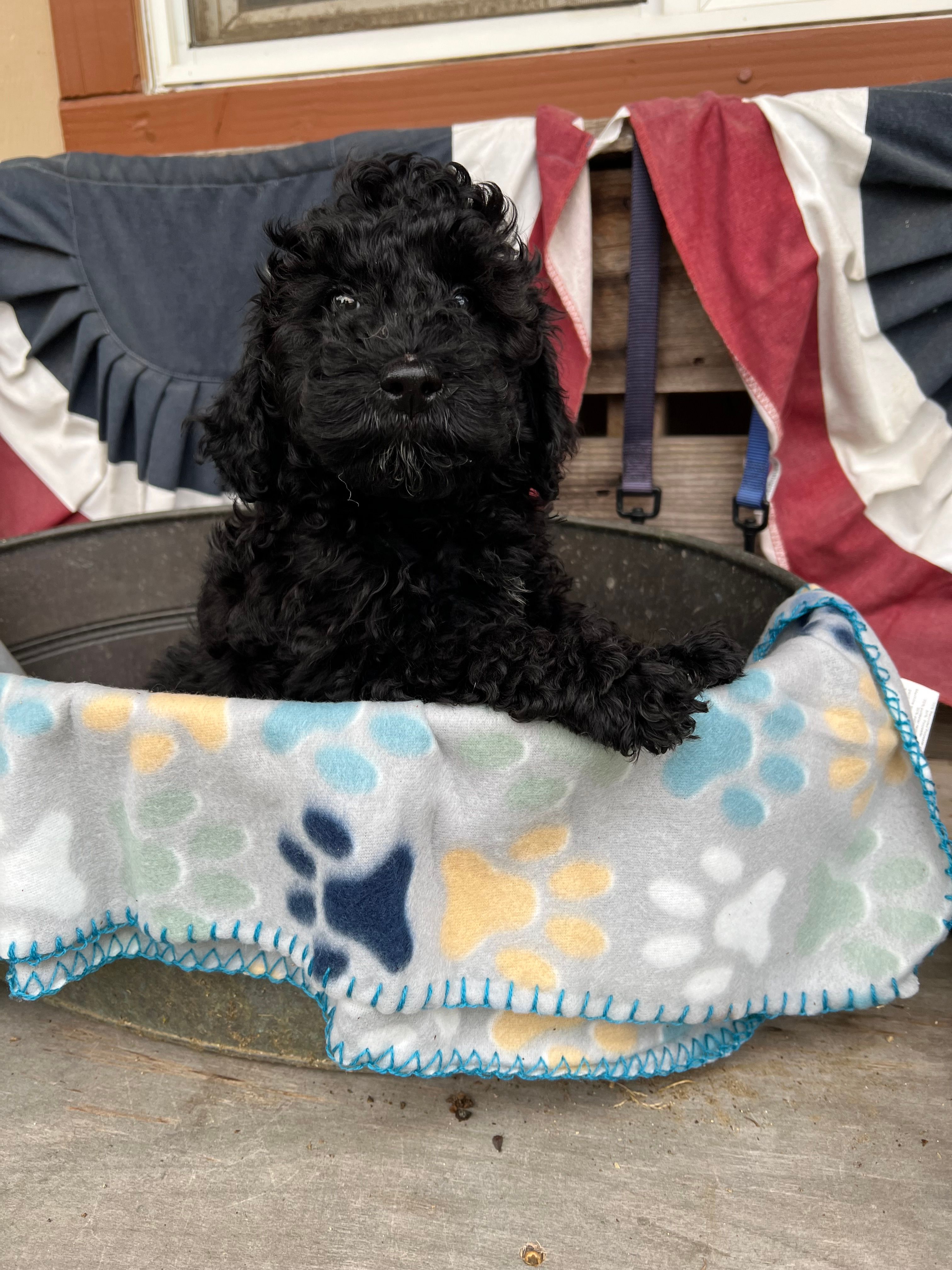 Leo – Poodle - Miniature  puppy for sale in Roseville, CA