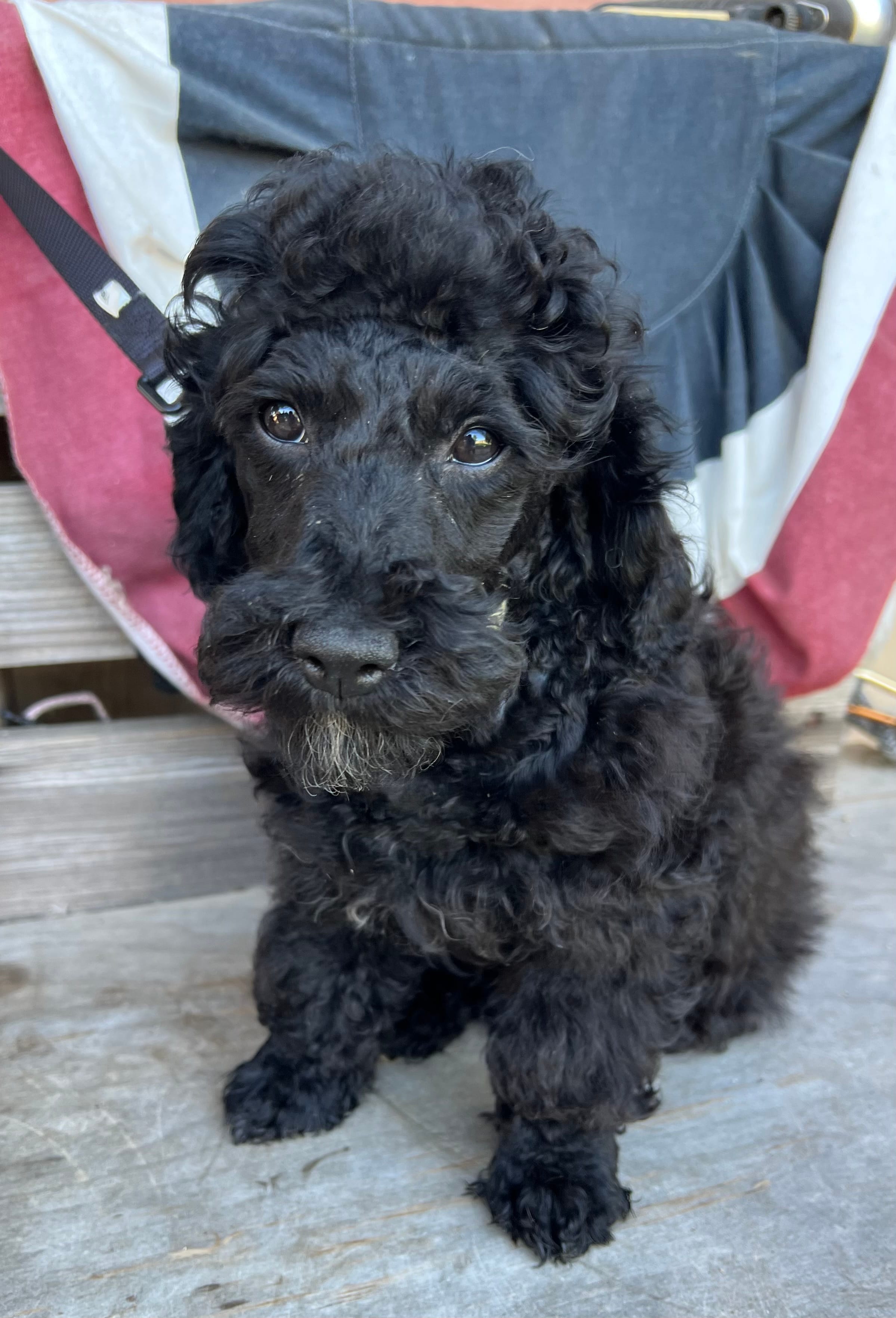 Scottie – Poodle - Miniature  puppy for sale in Roseville, CA