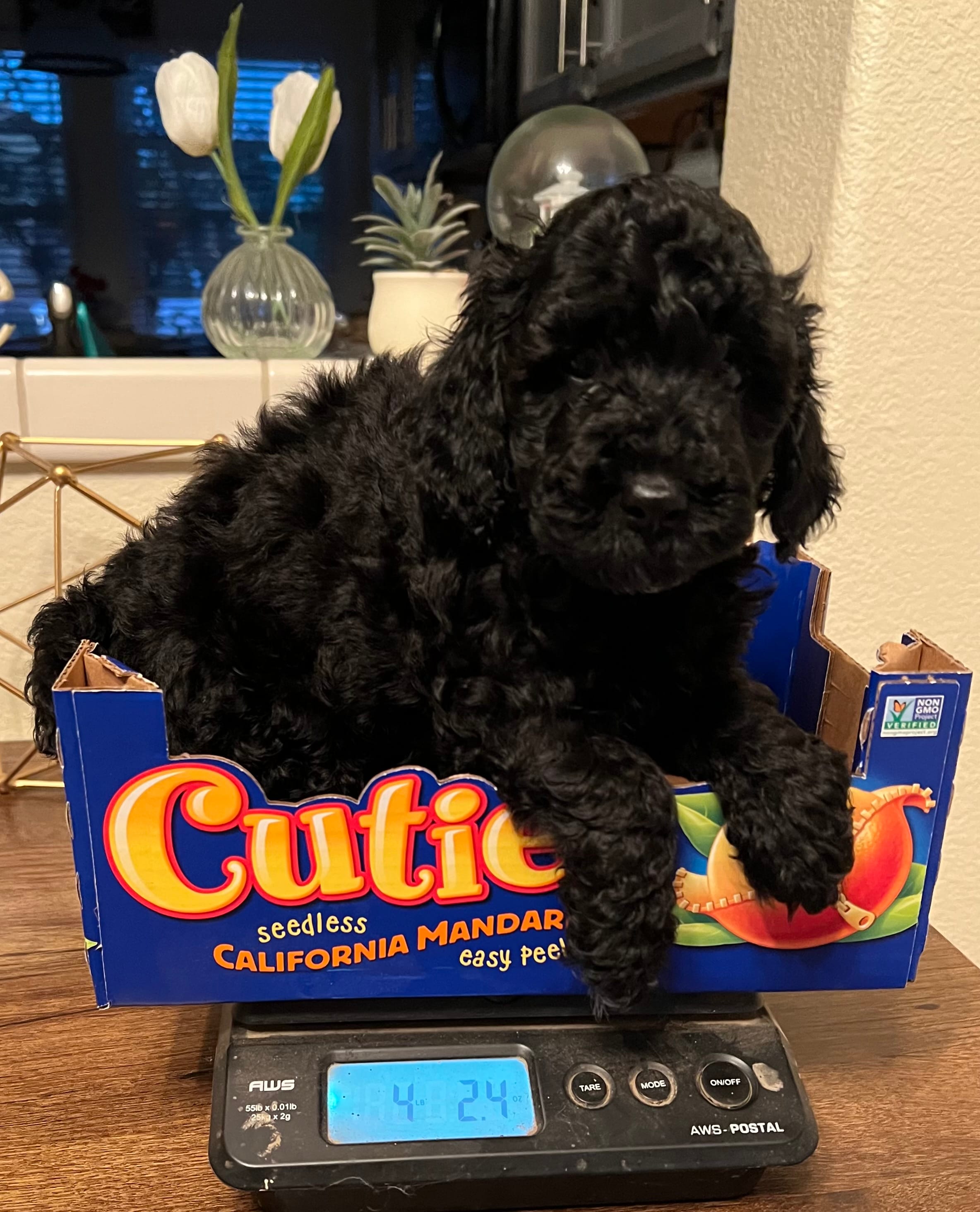 Leo – Poodle - Miniature  puppy for sale in Roseville, CA