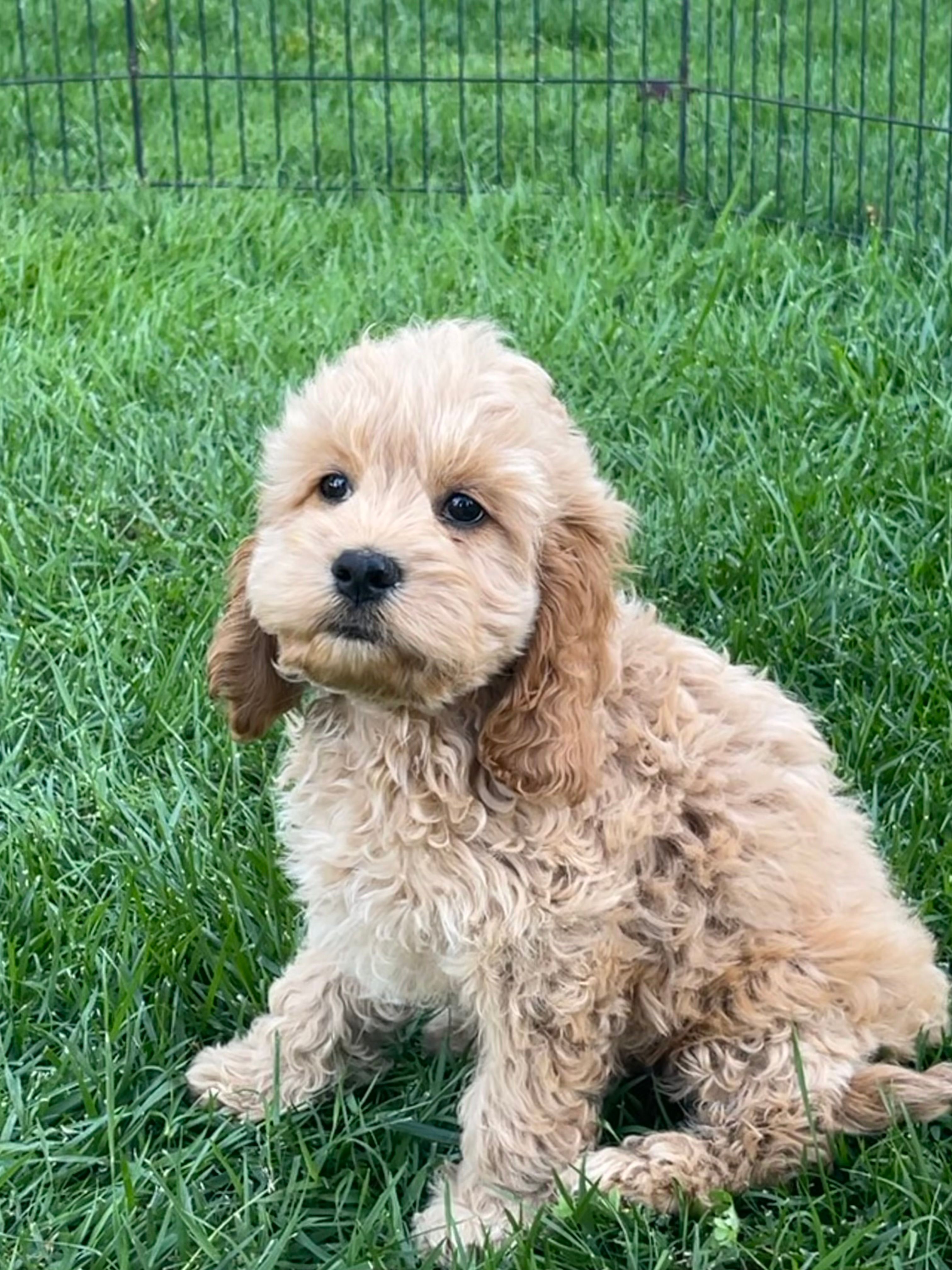 Nugget – Cockapoo puppy for sale in Roseville, CA