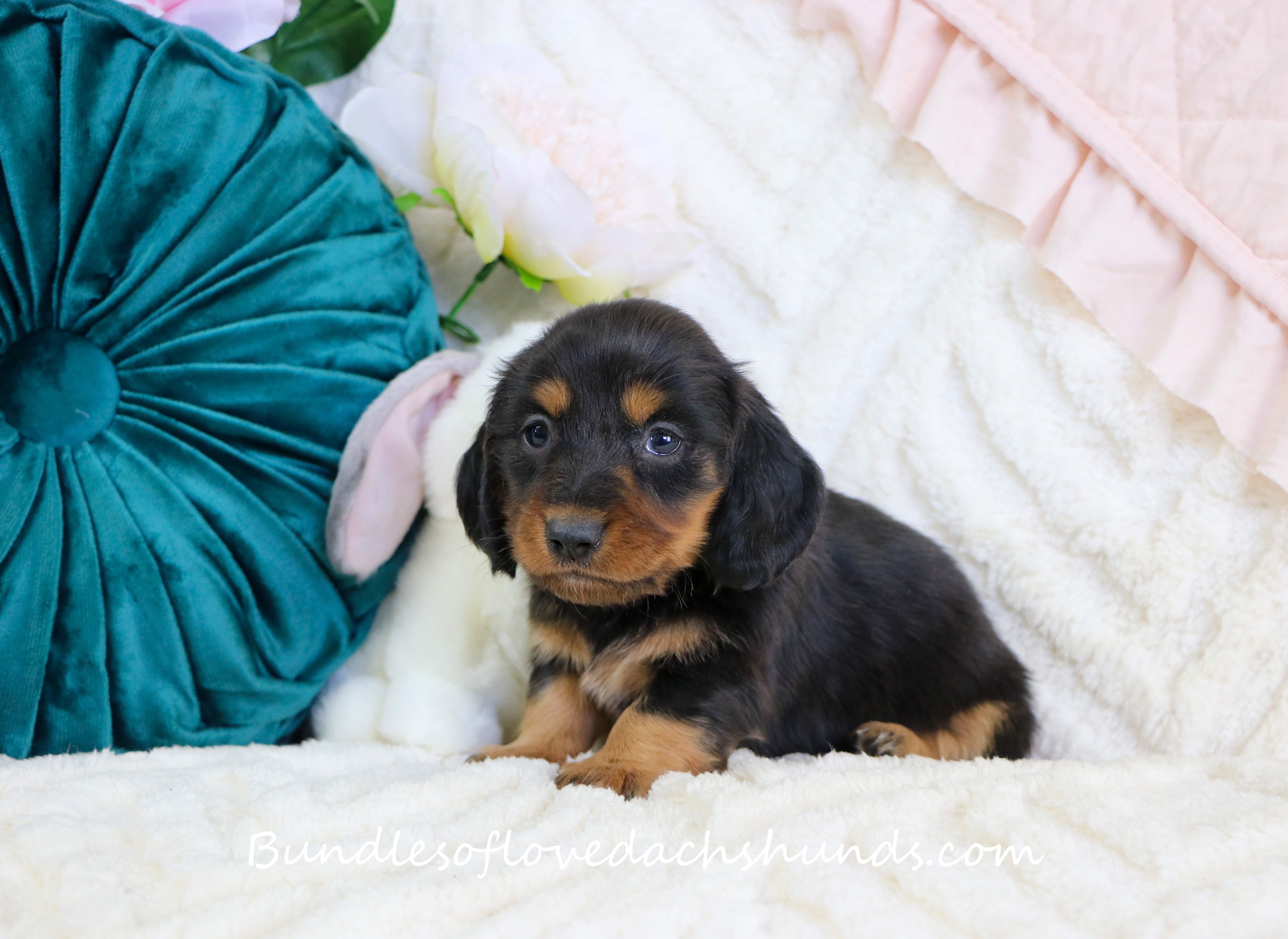 Juni – Miniature Dachshund puppy for sale in Rock Valley, IA