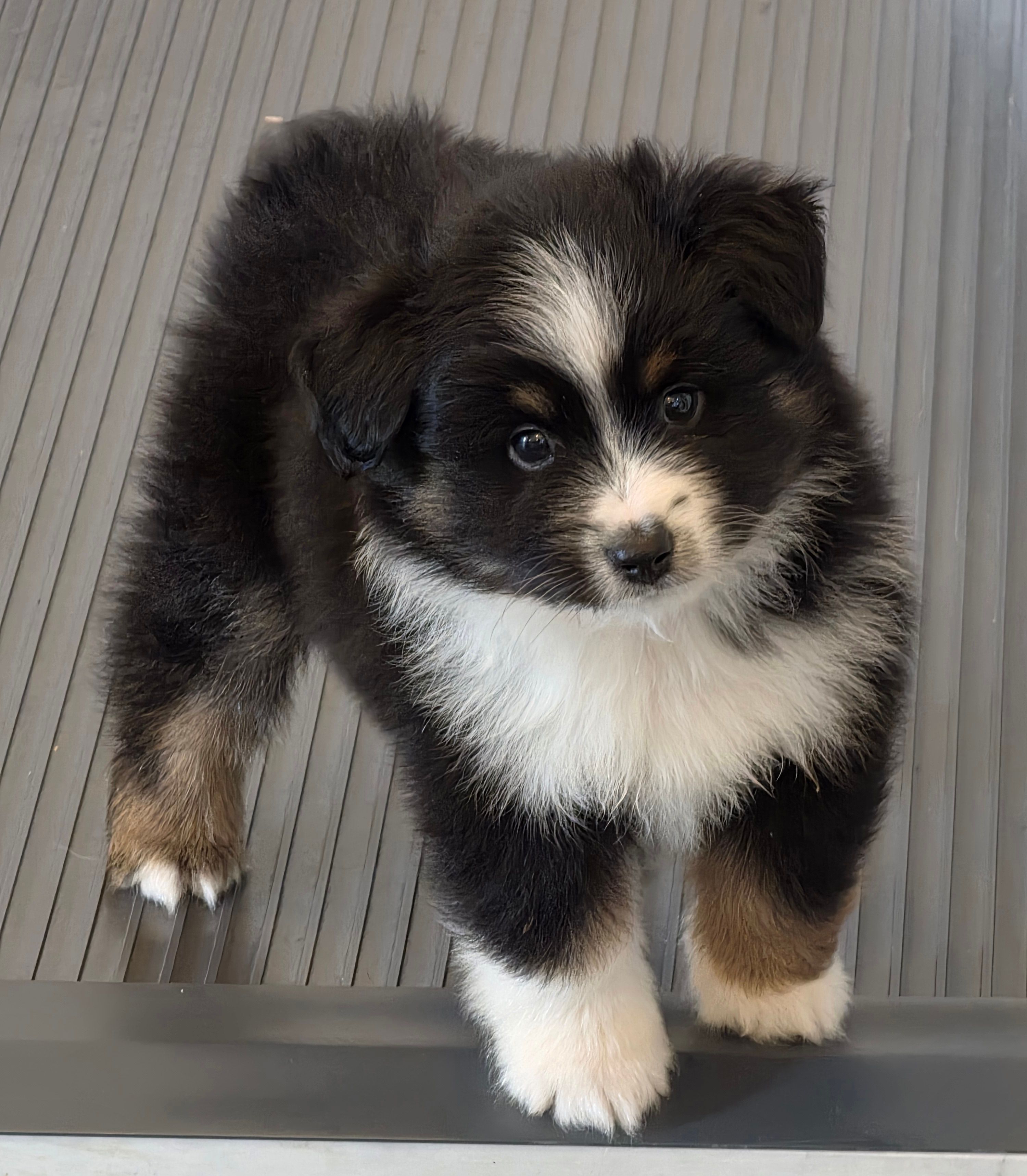 Luke – Miniature Australian Shepherd puppy for sale in Beach City, OH
