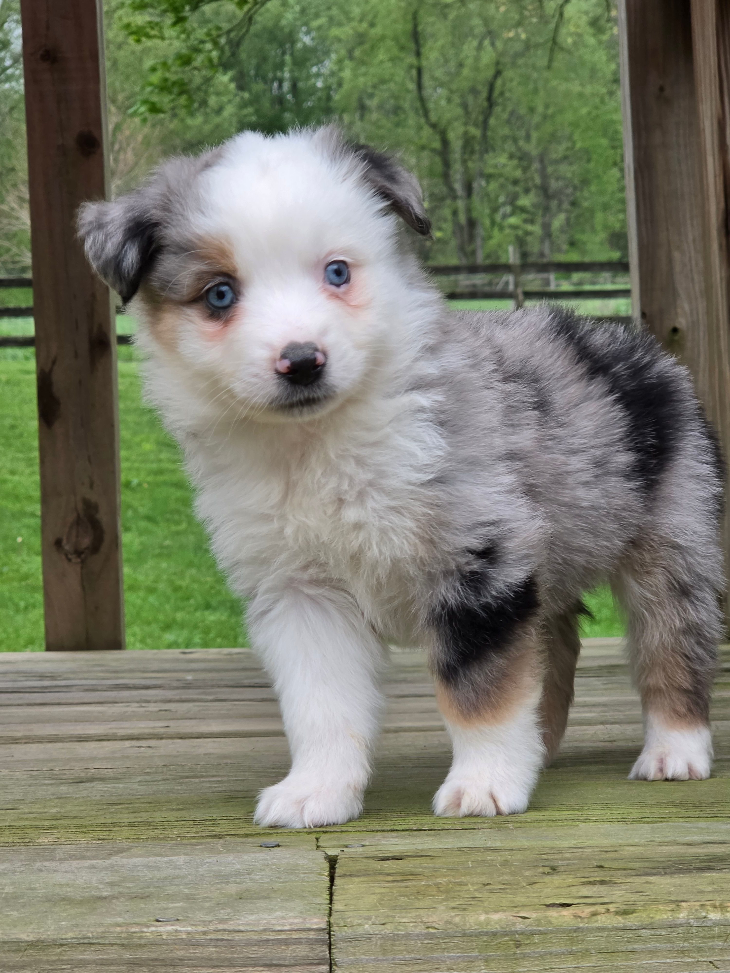 Koda – Miniature Australian Shepherd puppy for sale in Beach City, OH