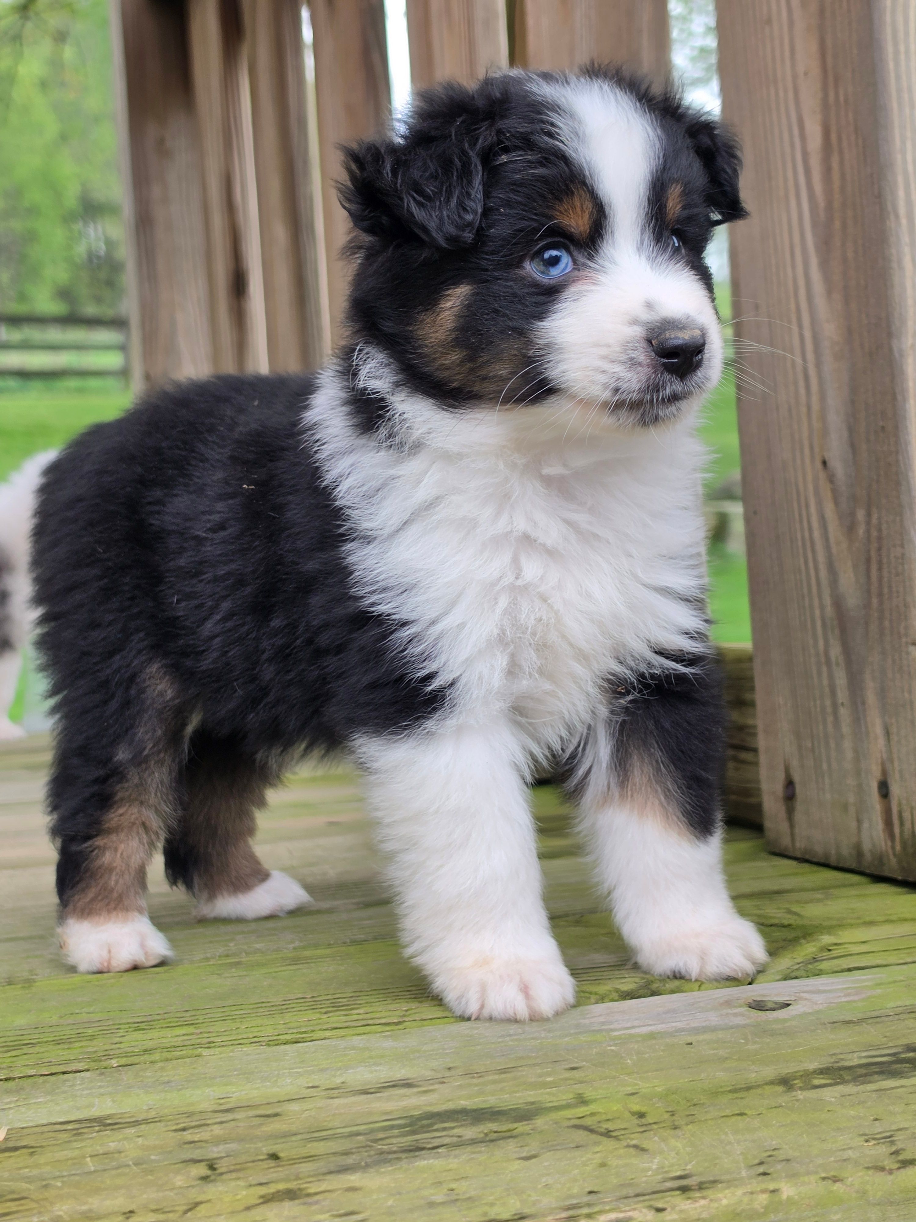 Cinch – Miniature Australian Shepherd puppy for sale in Beach City, OH