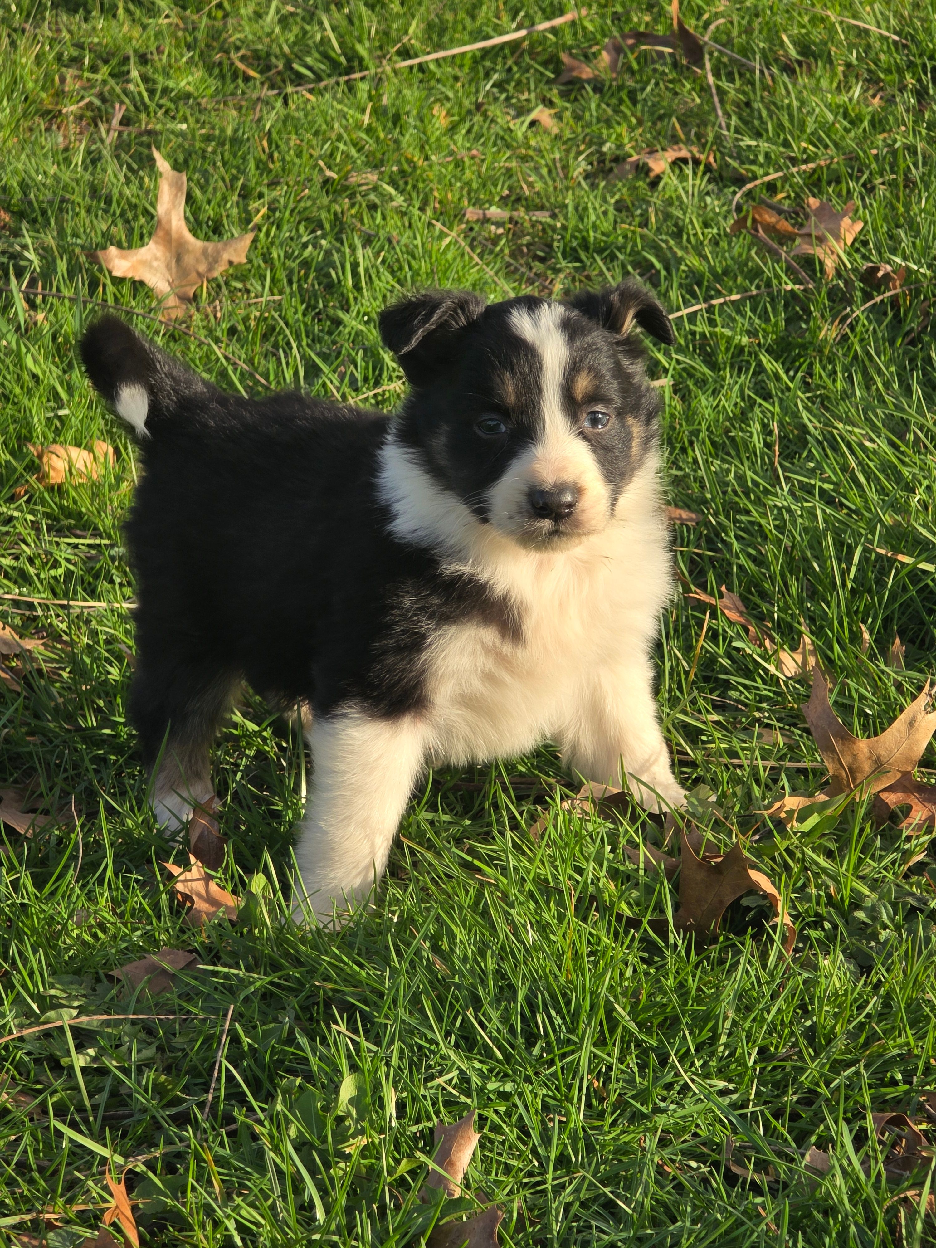 Jack – Australian Shepherd puppy for sale in Beach City, OH