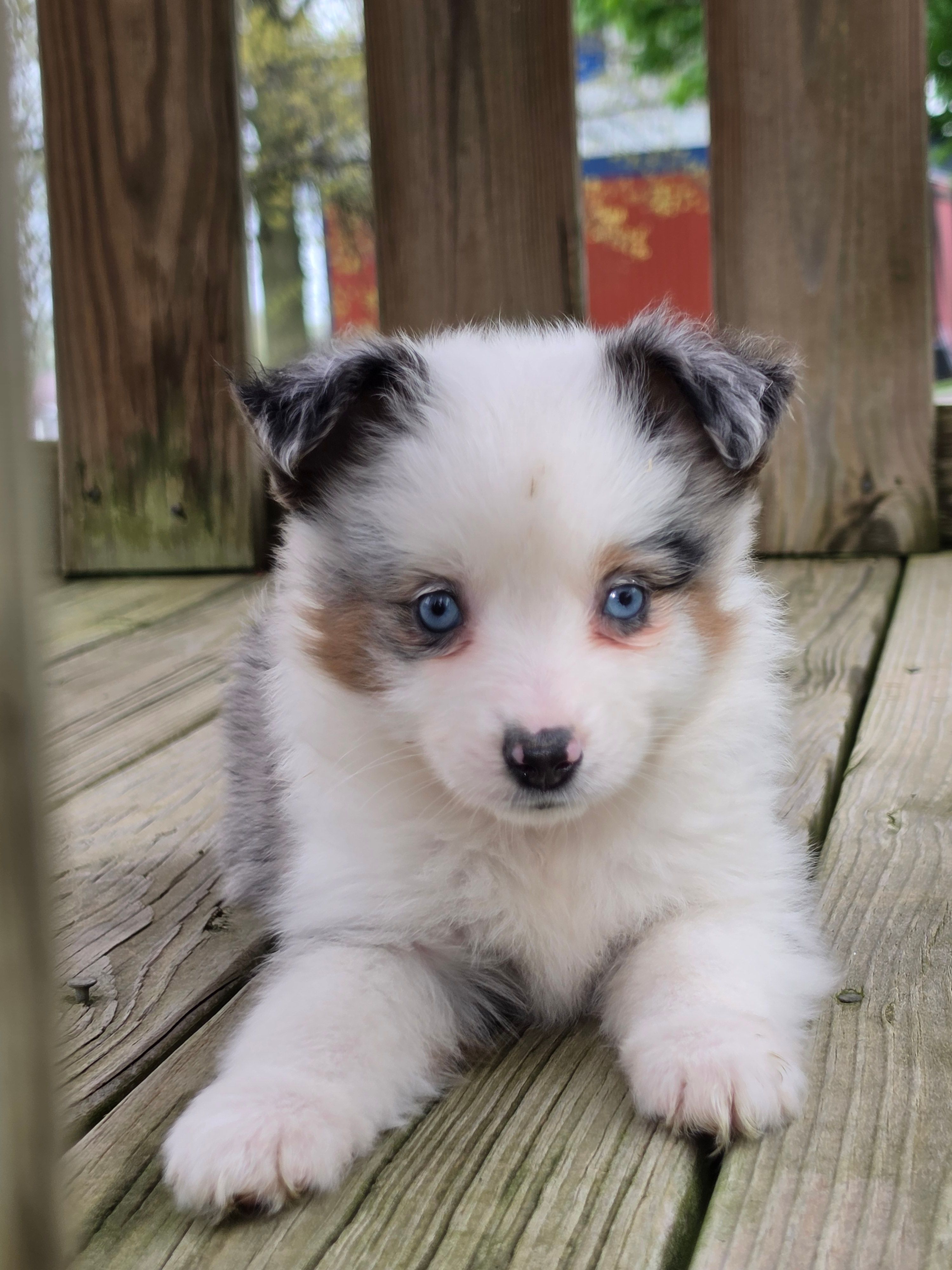 Layla – Miniature Australian Shepherd puppy for sale in Beach City, OH