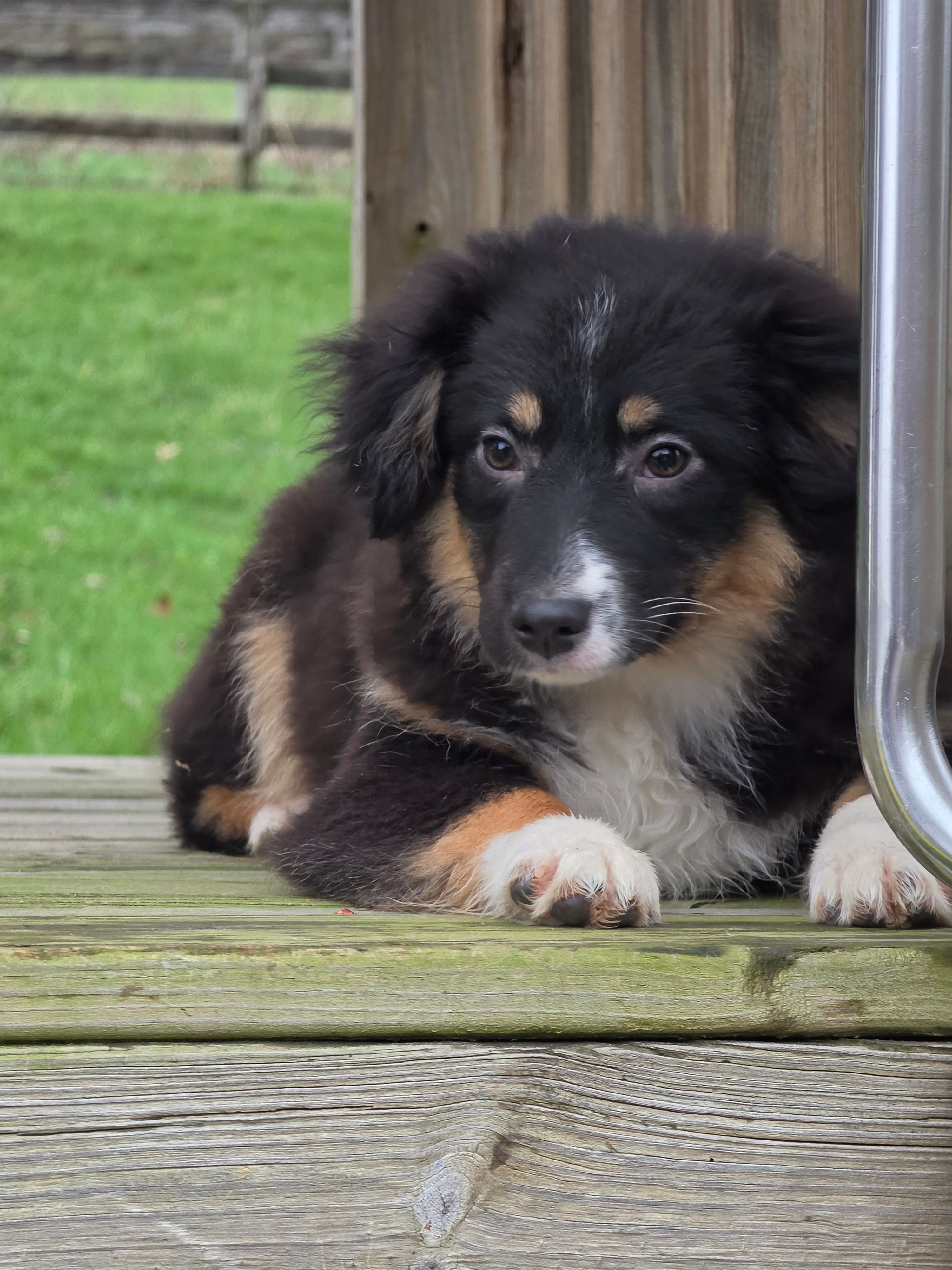 Mia – Miniature Australian Shepherd puppy for sale in Beach City, OH