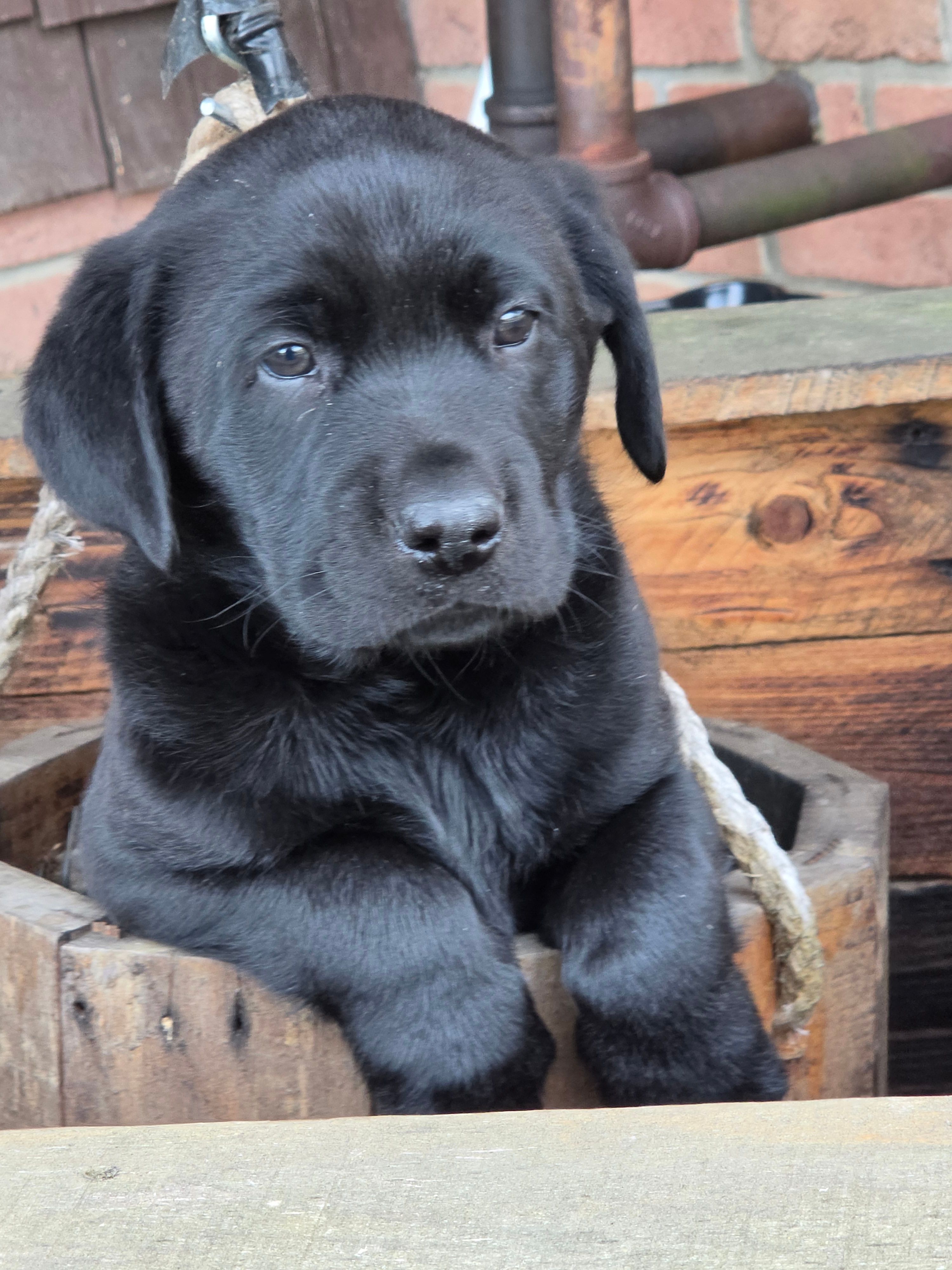 Jack – Labrador Retriever puppy for sale in Beach City, OH