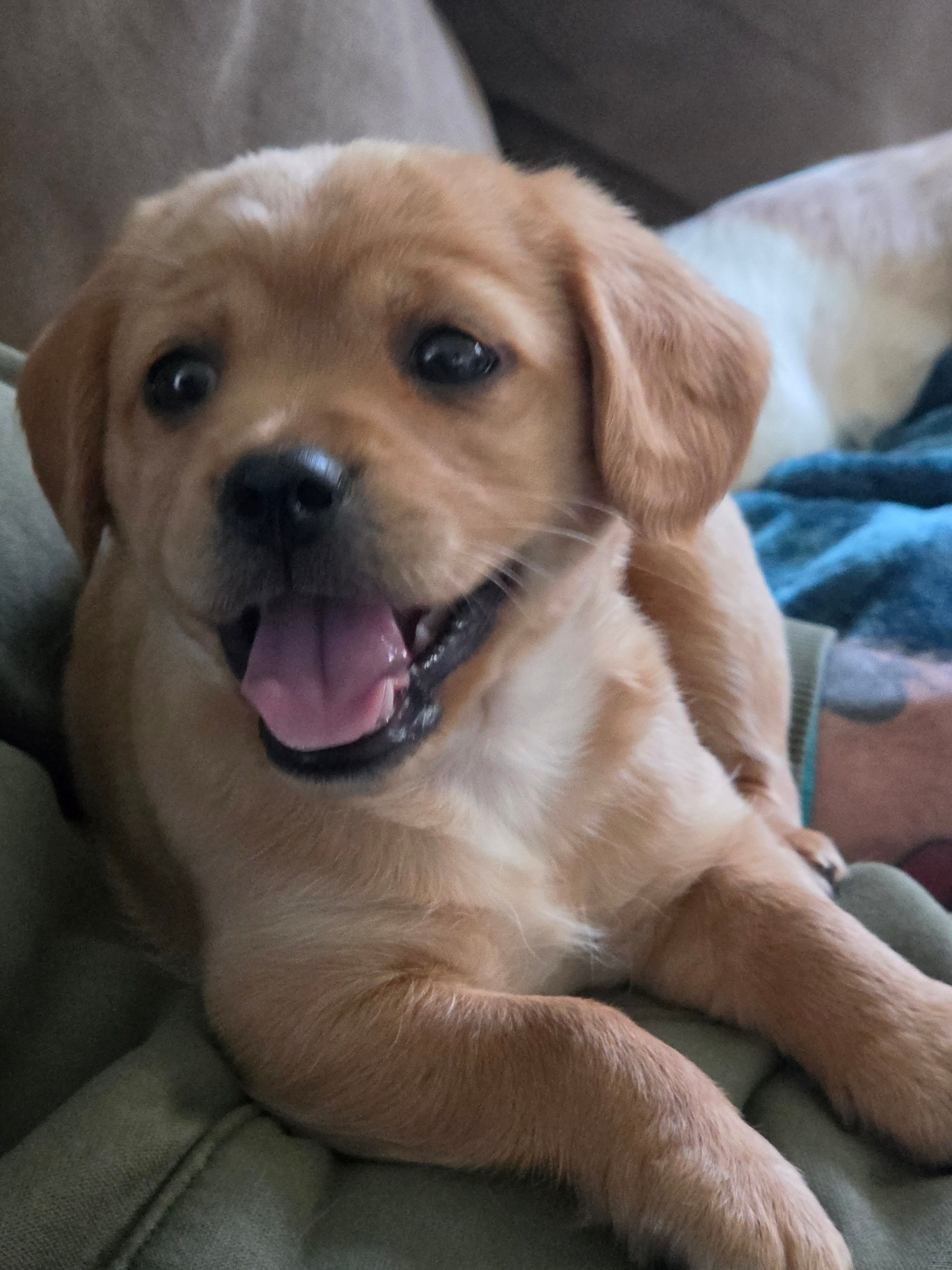 Mia – Cavapoo puppy for sale in Beach City, OH