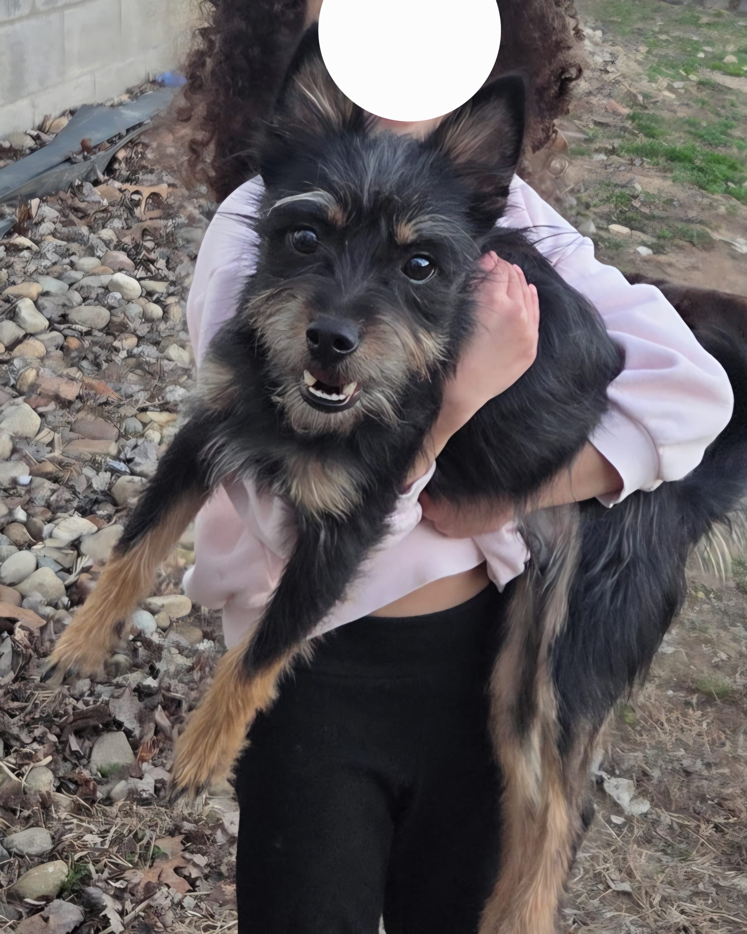 Zen – Yorkshire Terrier puppy for sale in Beach City, OH