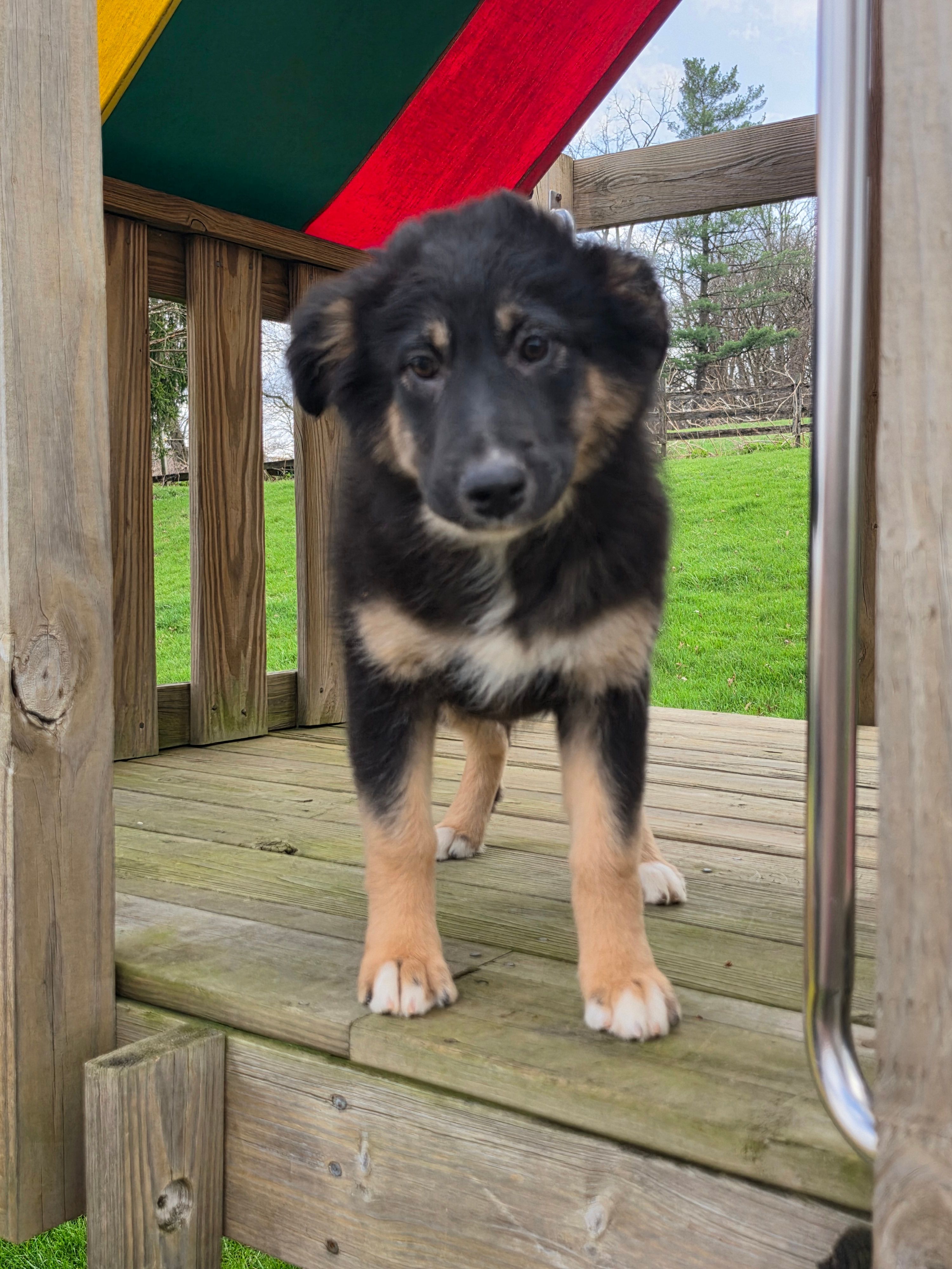 Nikki – Australian Shepherd puppy for sale in Beach City, OH