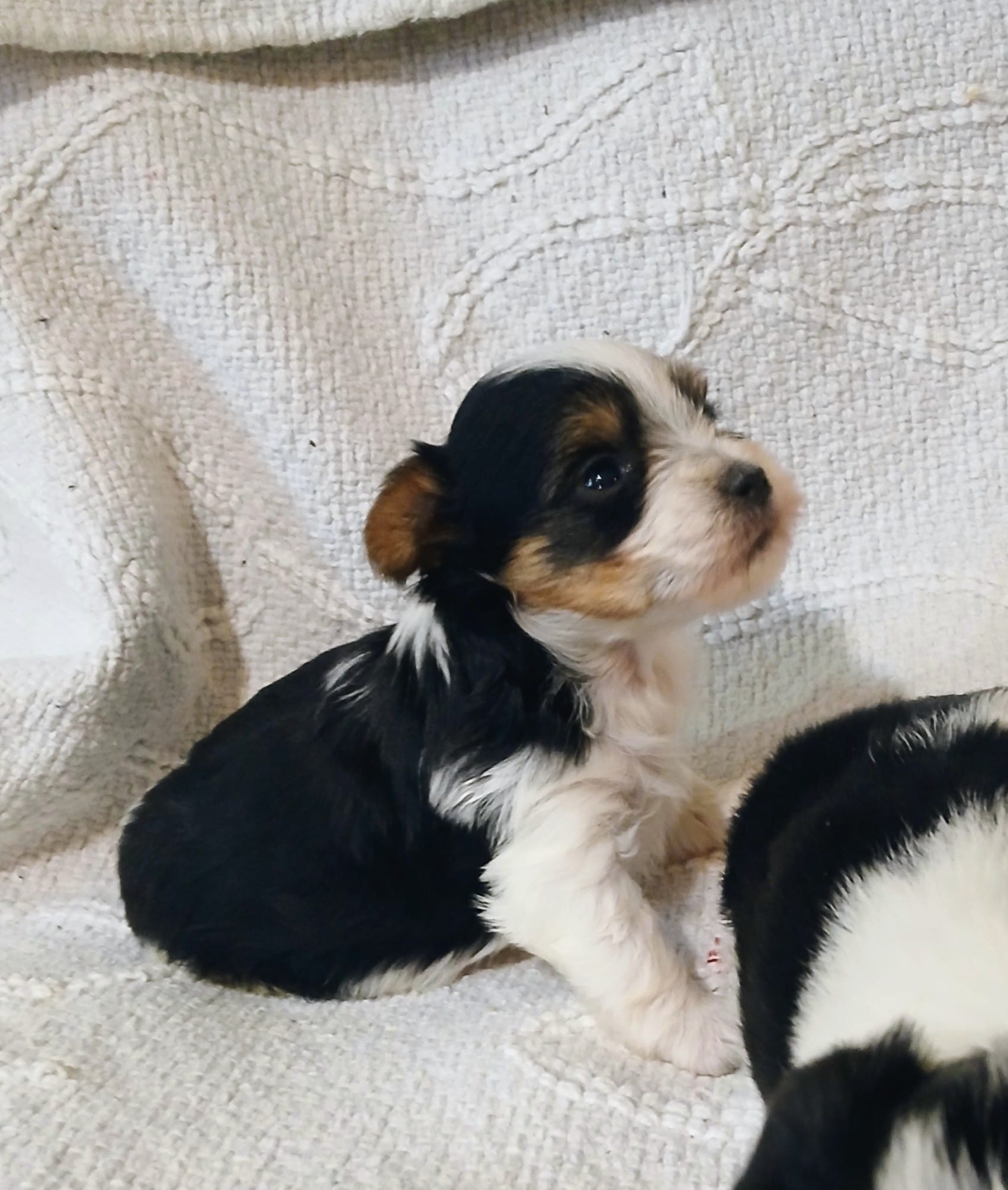 Little Guy – Yorkshire Terrier puppy for sale in New Mexico, NM