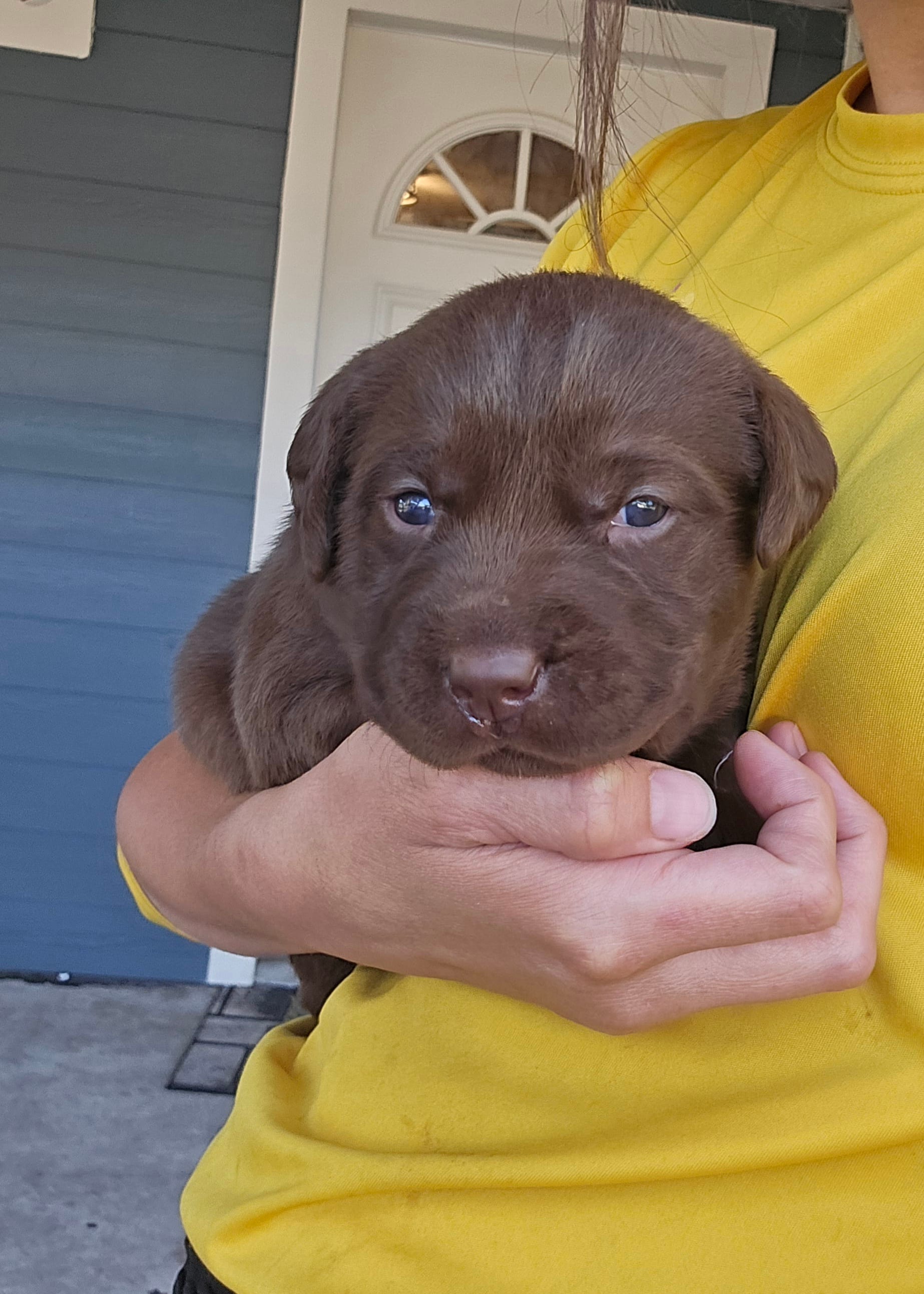 Pearl – Labrador Retriever puppy for sale in Mulberry, FL