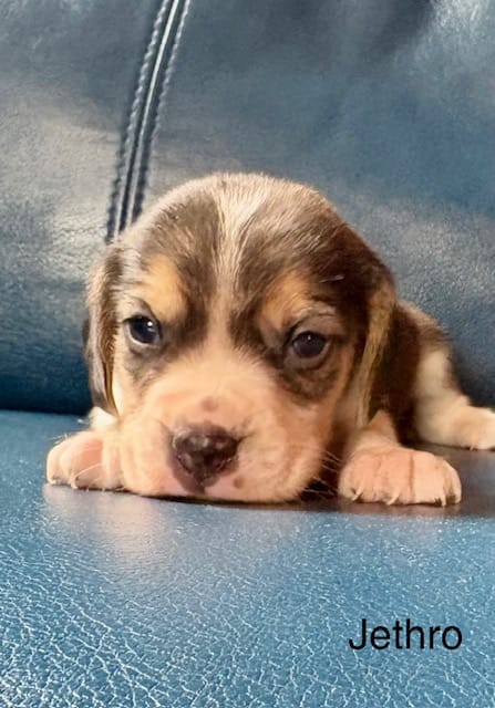 Jethro – Beagle puppy for sale in Marshall, AR