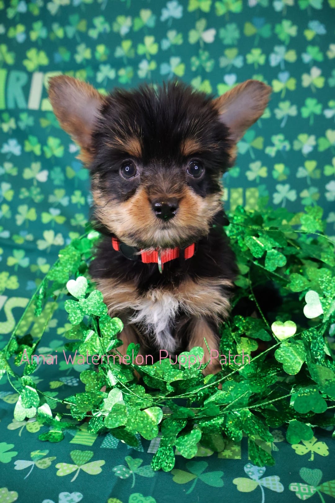 Jason *CKC* – Yorkshire Terrier puppy for sale in Hermiston, OR