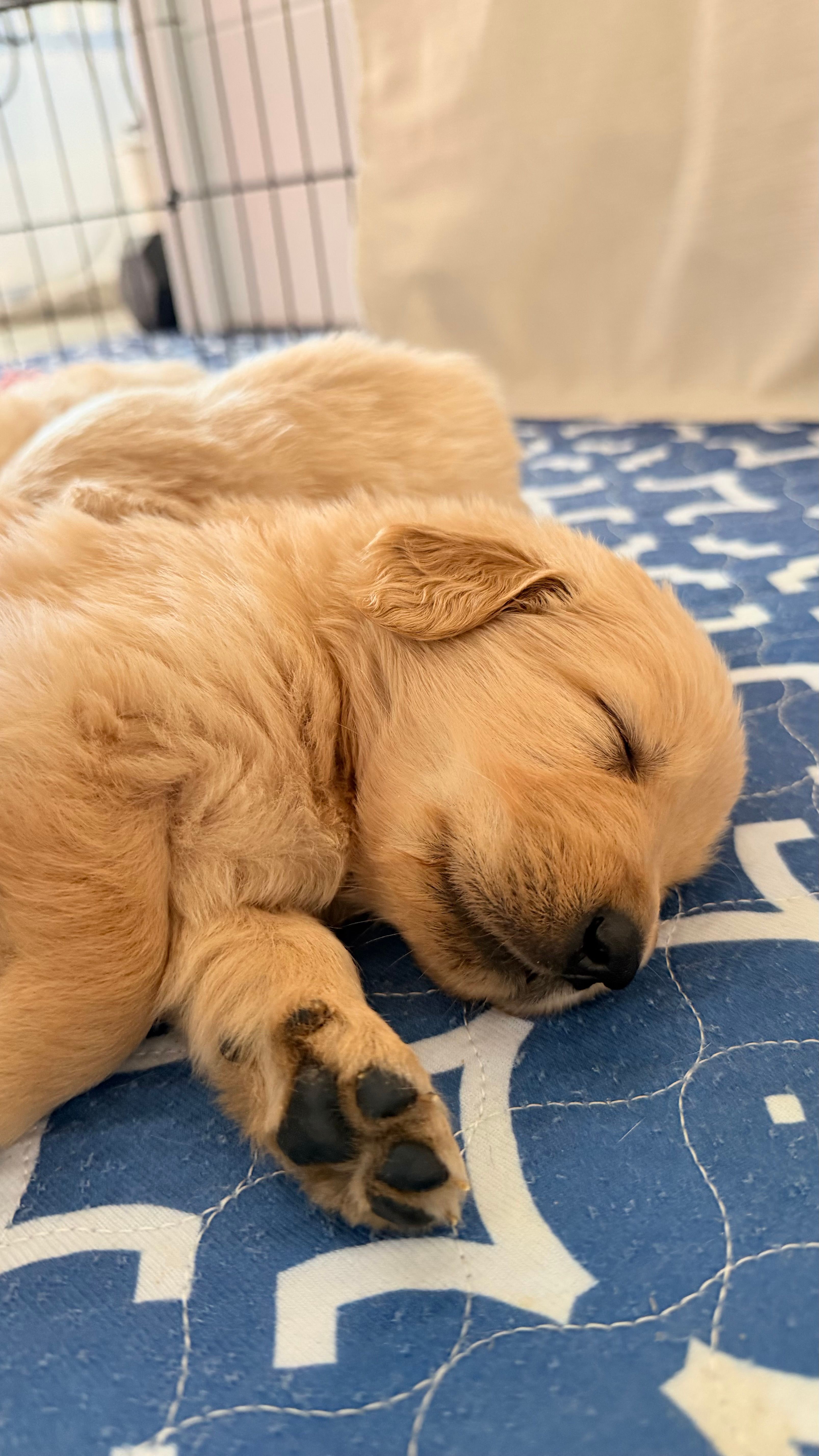 Female golden  – Golden Retriever puppy for sale in Tulare, CA
