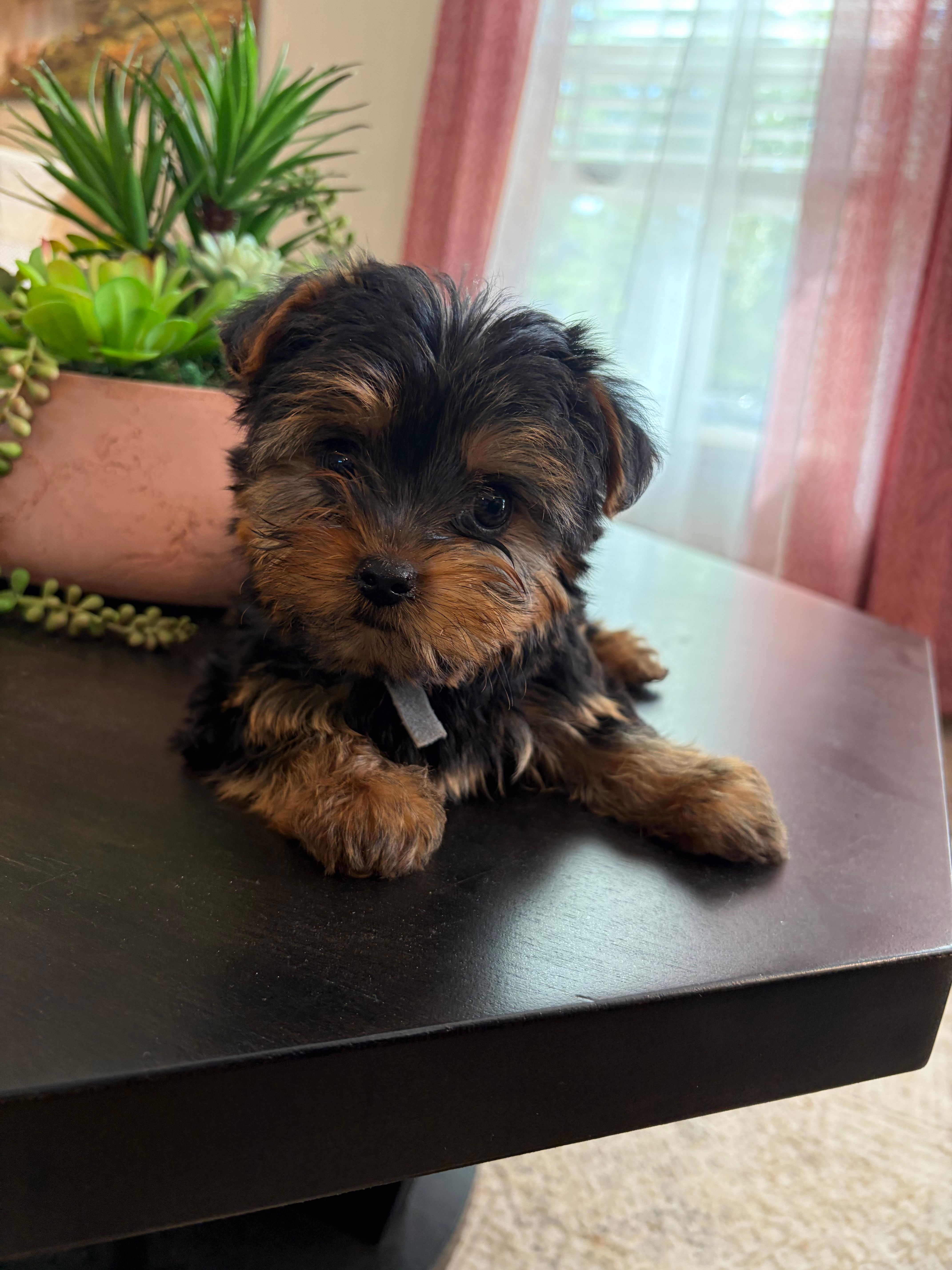 Howie – Yorkshire Terrier puppy for sale in Homerville, GA