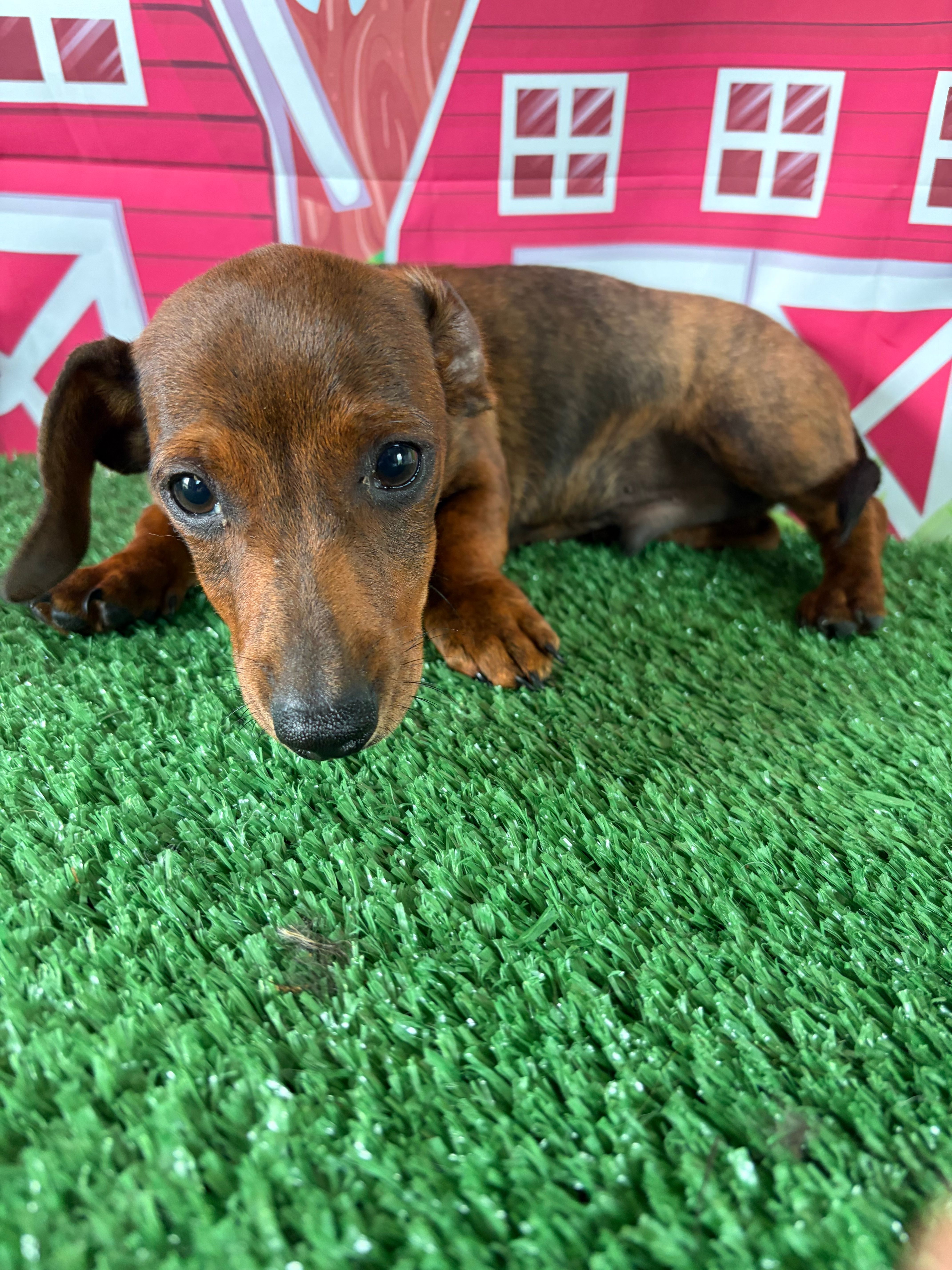 Barney – Miniature Dachshund puppy for sale in Homerville, GA