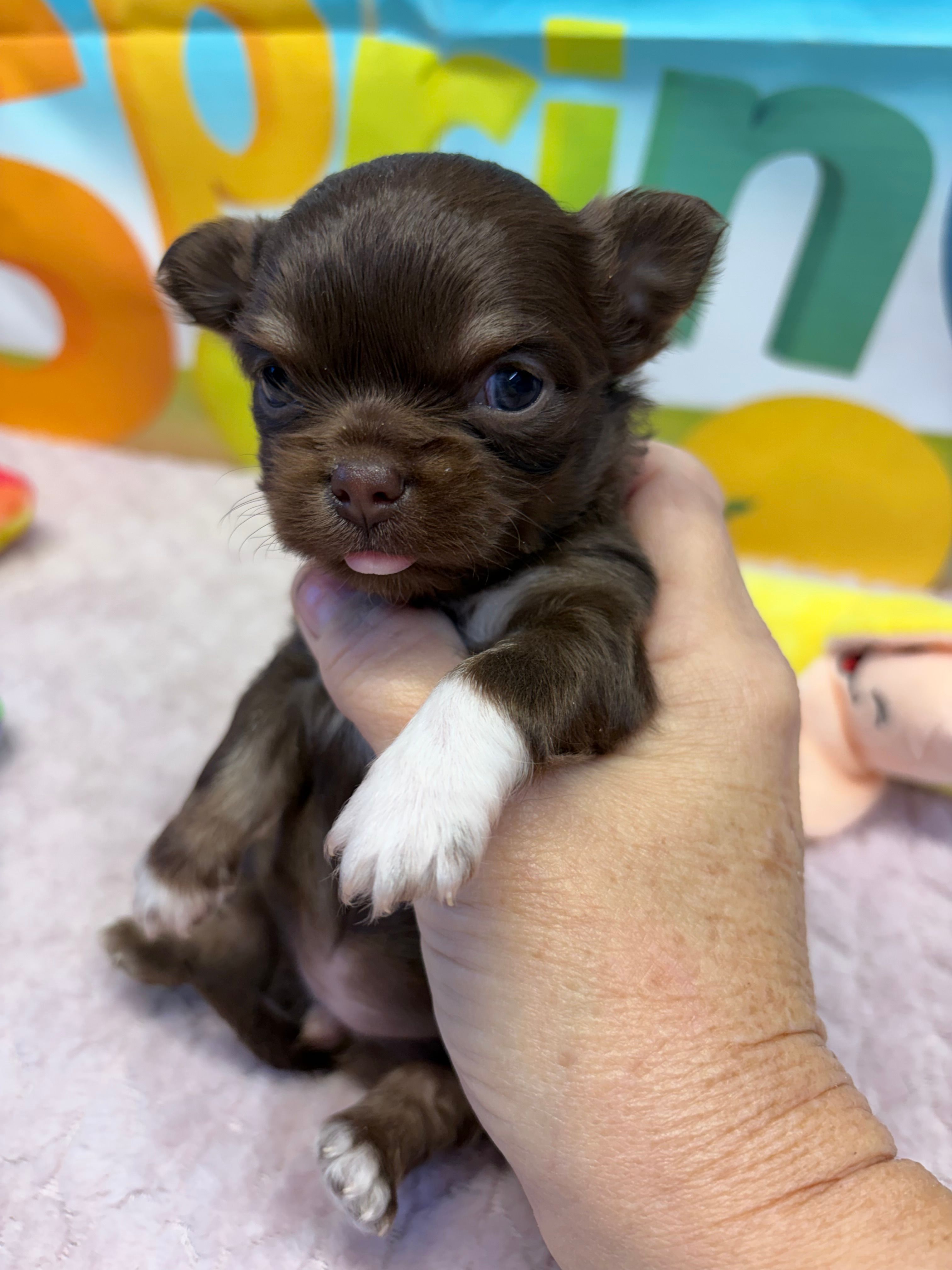 Emma – Chihuahua puppy for sale in Homerville, GA