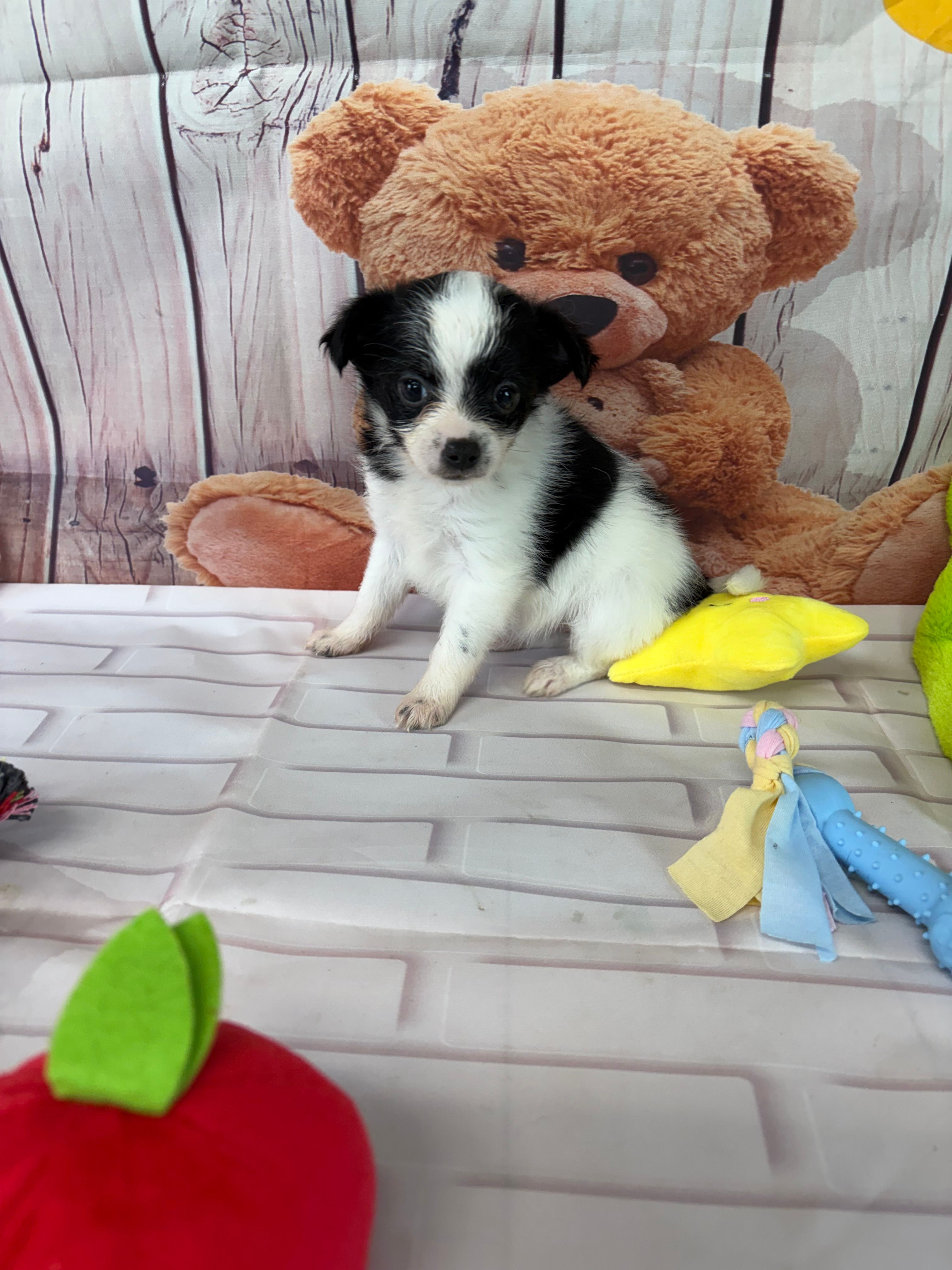 Sage – Chorkie puppy for sale in Homerville, GA