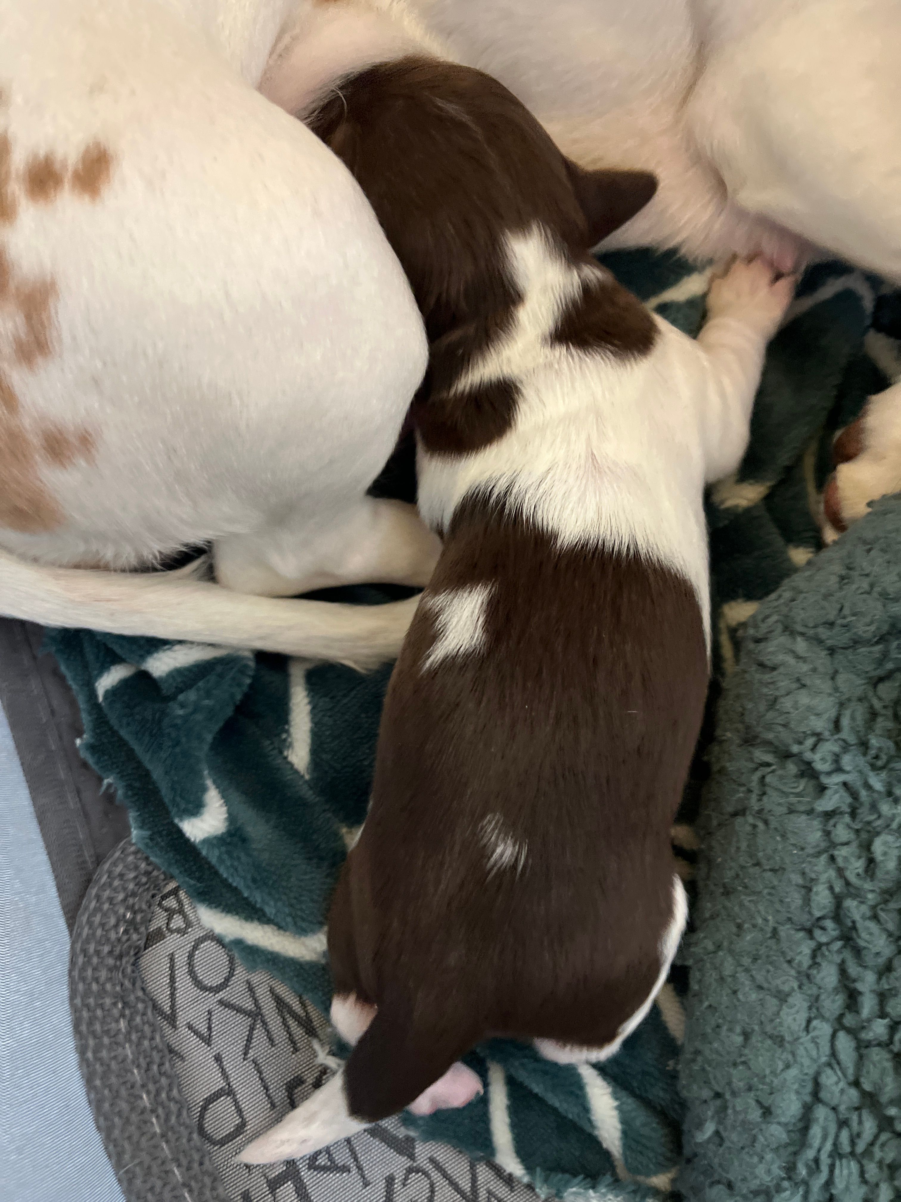 Snickers – Miniature Dachshund puppy for sale in Denver, CO