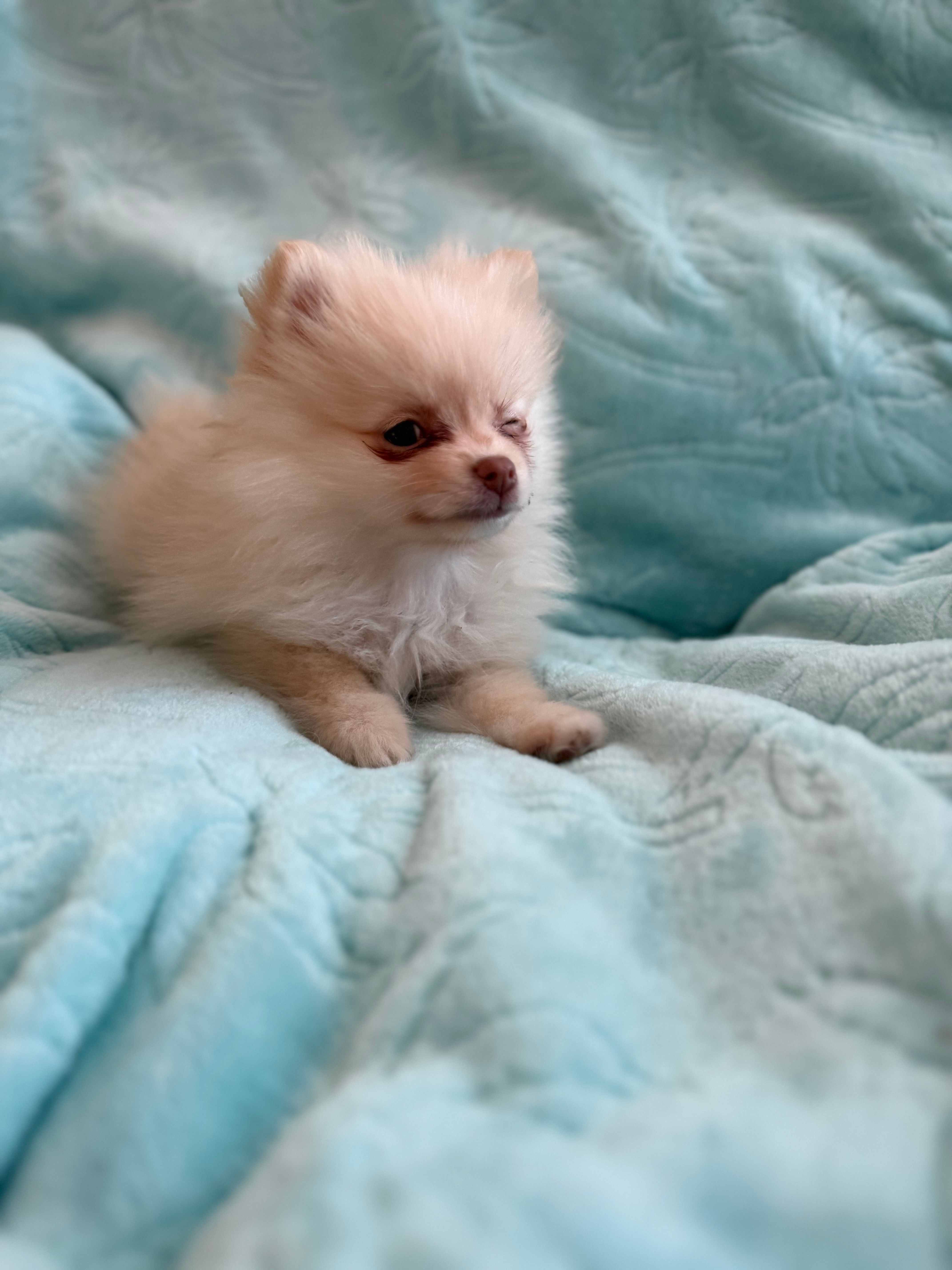Samson – Pomeranian puppy for sale in Daytona Beach, FL