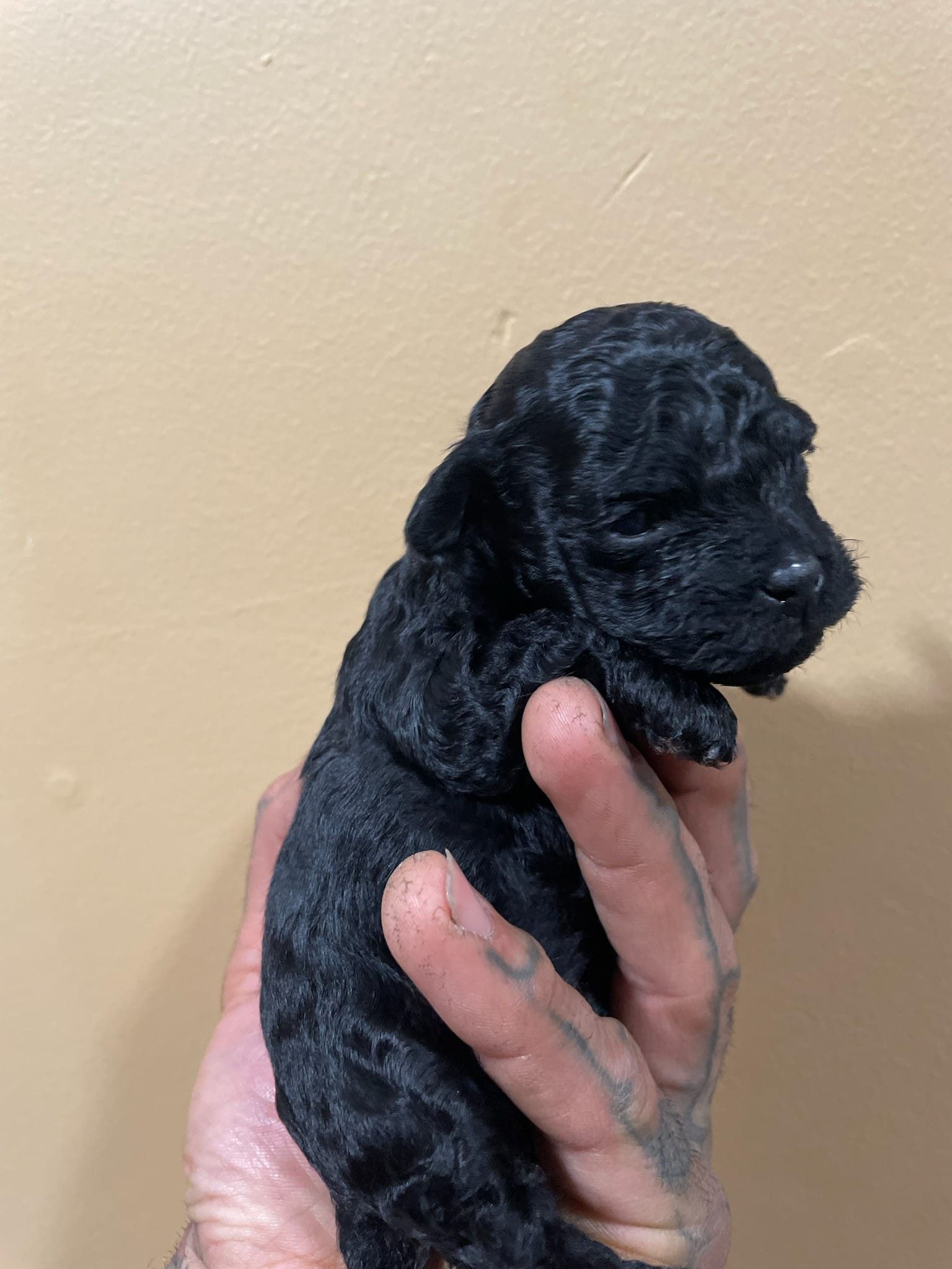 Trixie  – Poodle - Toy  puppy for sale in Cranston, RI