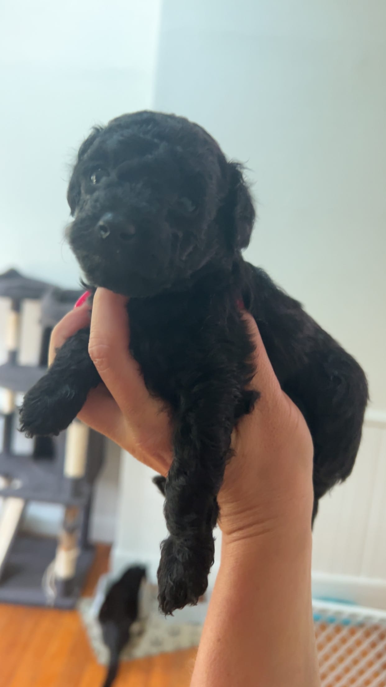 Troy – Poodle - Toy  puppy for sale in Cranston, RI