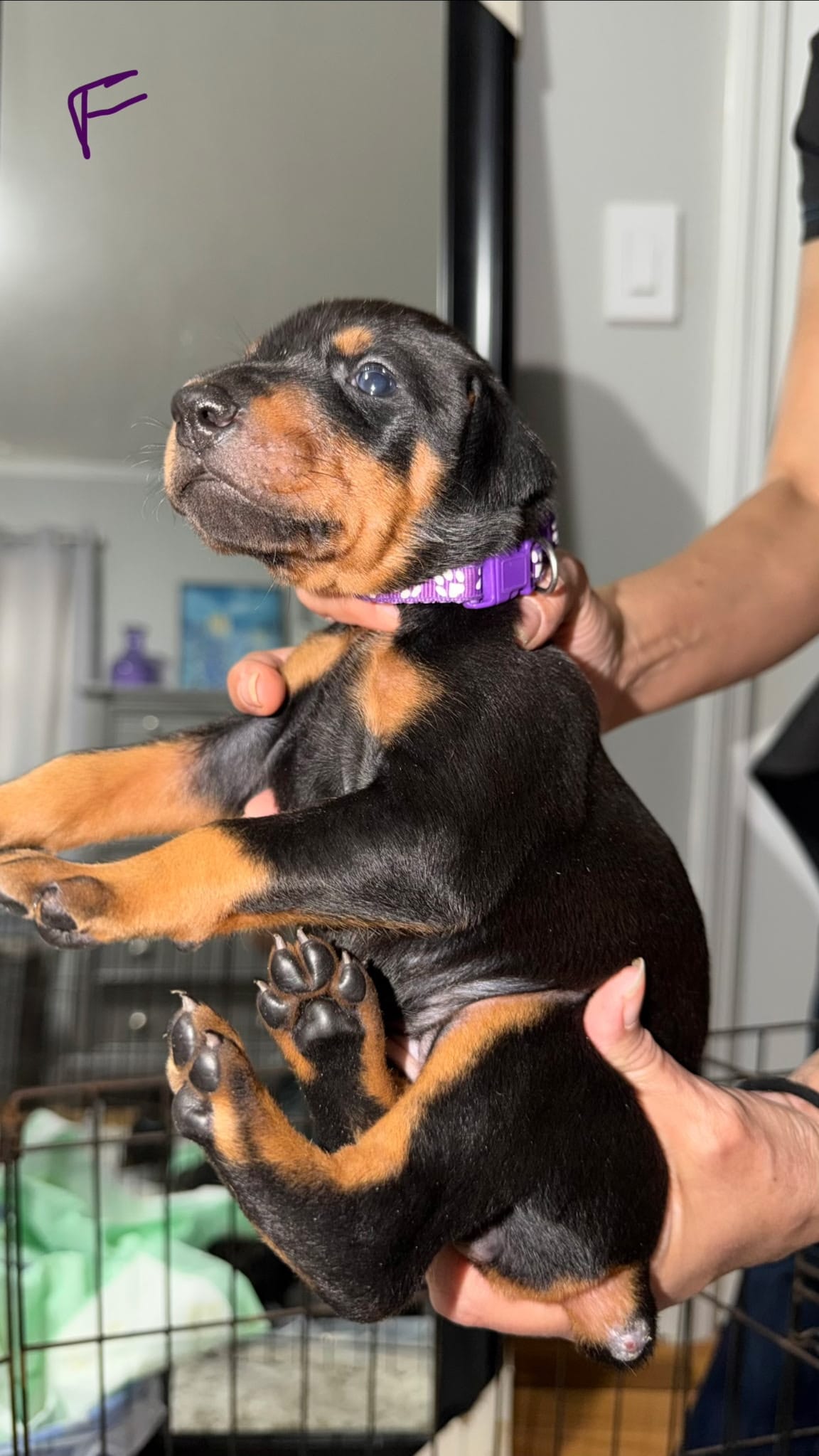 Siren – Doberman Pinscher puppy for sale in Cleveland, TN