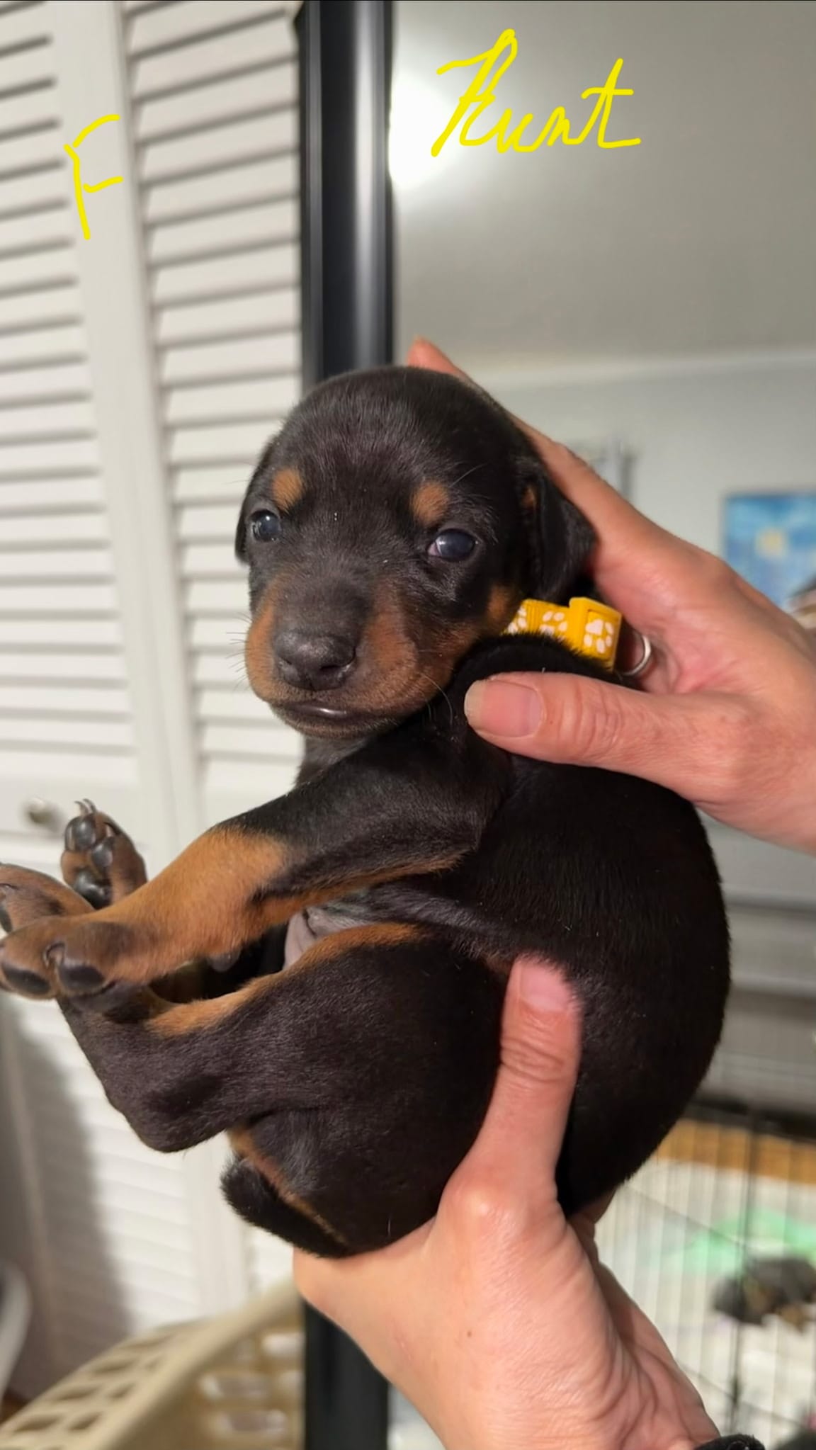 Courage – Doberman Pinscher puppy for sale in Cleveland, TN