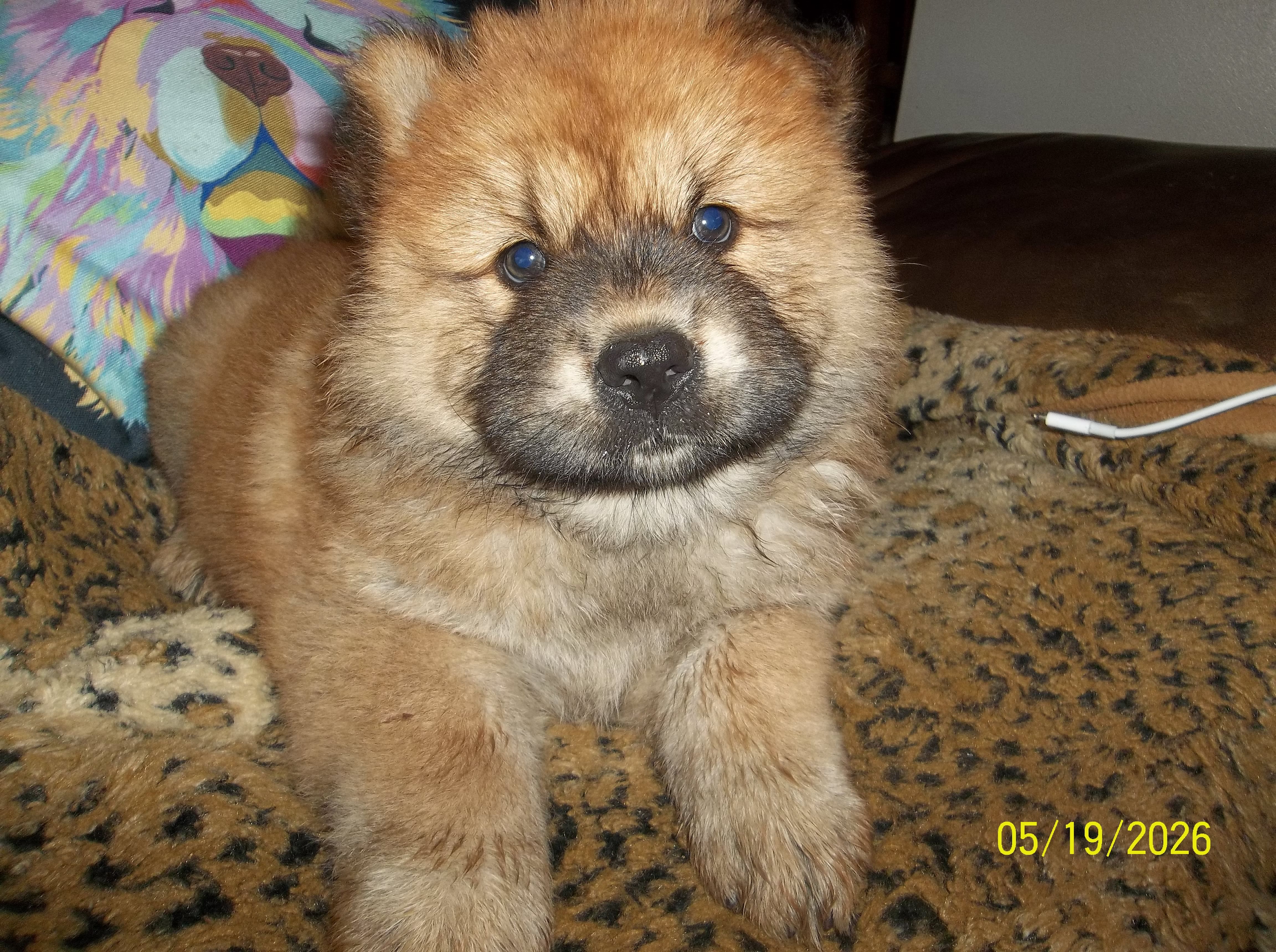 MARIAH – Chow Chow puppy for sale in Middleburg, FL