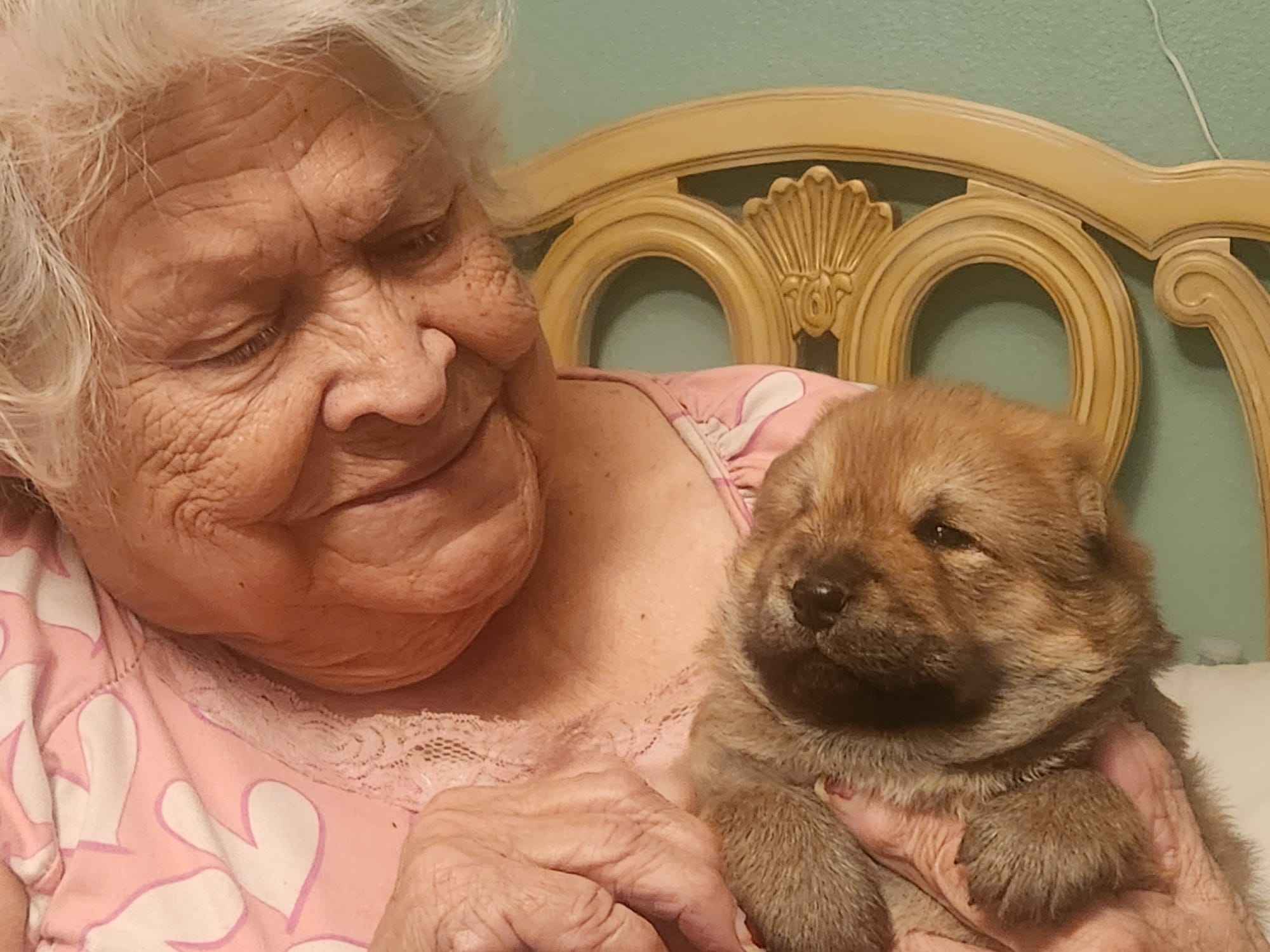 Red Valentine  – Chow Chow puppy for sale in Fontana, CA