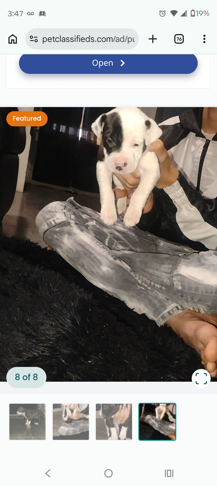 Luna – American Pit Bull Terrier puppy for sale in Erie, PA